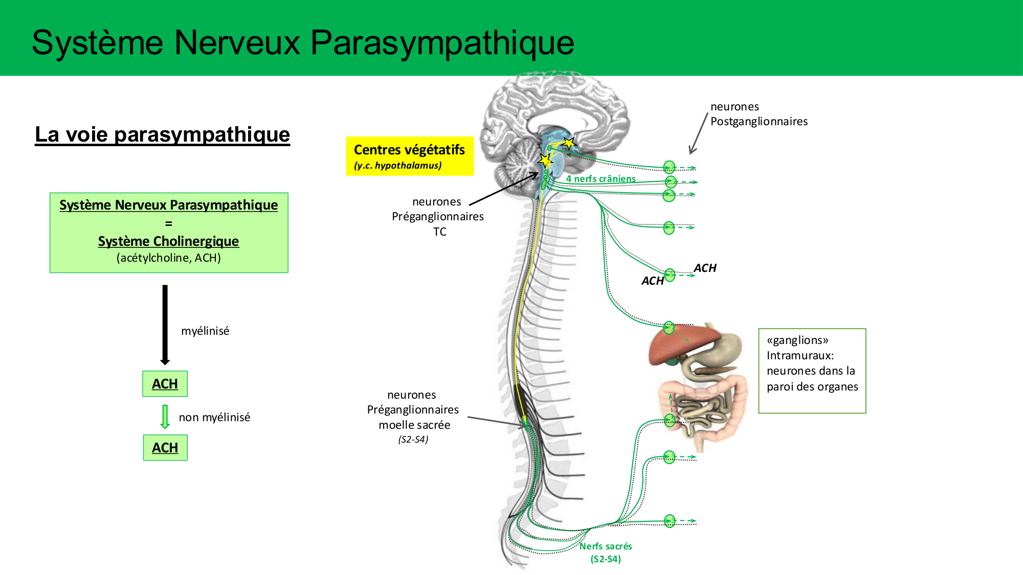 Cours Systeme Nerveux Autonome-Quairiaux-2025 page 10