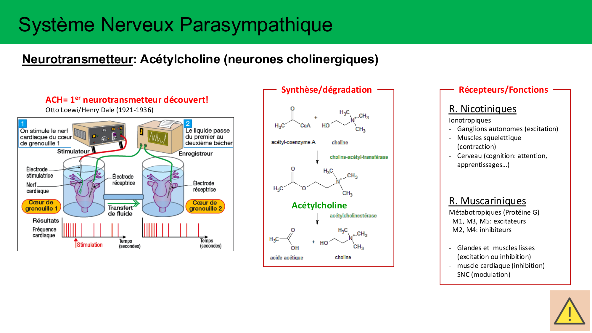 Cours Systeme Nerveux Autonome-Quairiaux-2025 page 11