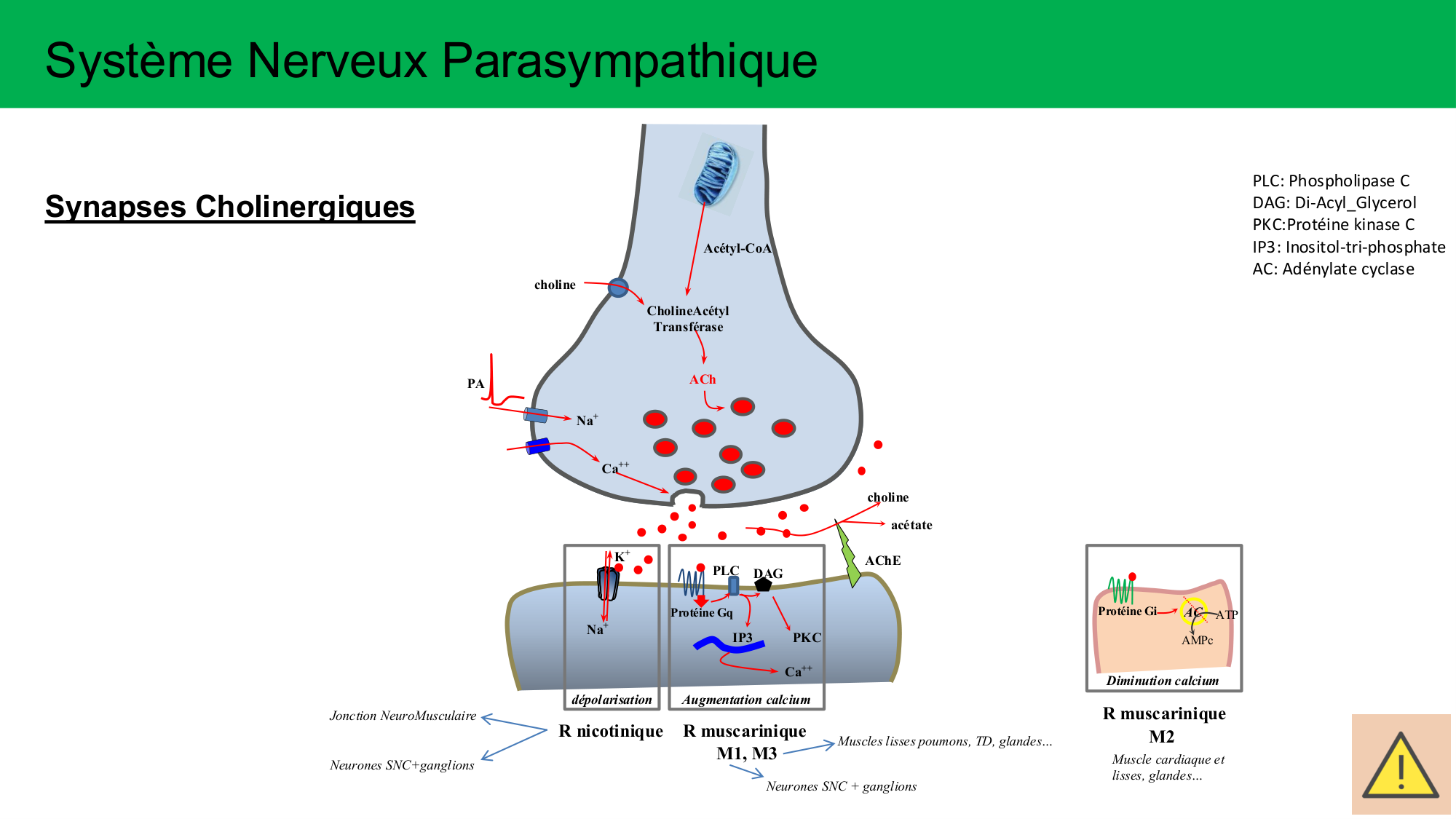 Cours Systeme Nerveux Autonome-Quairiaux-2025 page 12