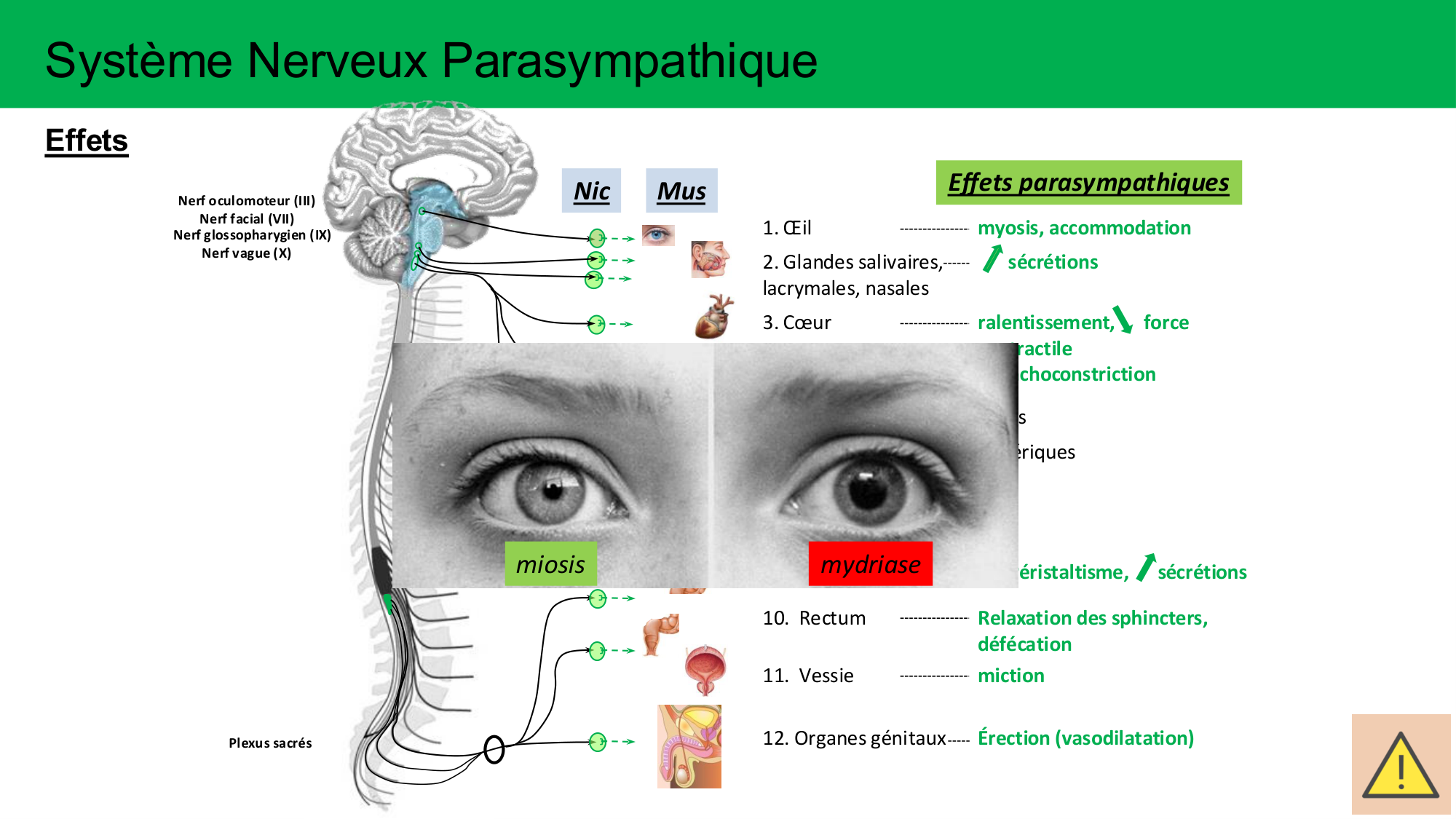Cours Systeme Nerveux Autonome-Quairiaux-2025 page 13