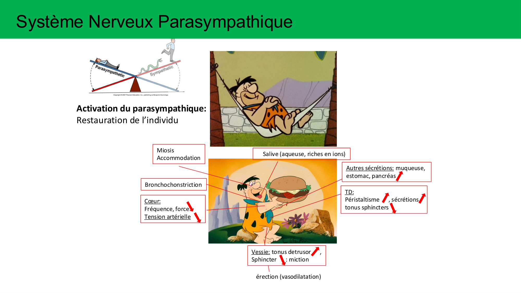 Cours Systeme Nerveux Autonome-Quairiaux-2025 page 14