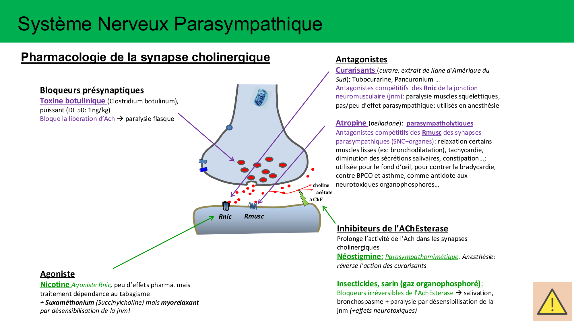 Cours Systeme Nerveux Autonome-Quairiaux-2025 page 15
