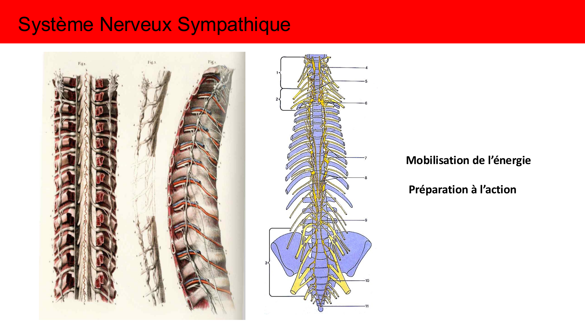 Cours Systeme Nerveux Autonome-Quairiaux-2025 page 16