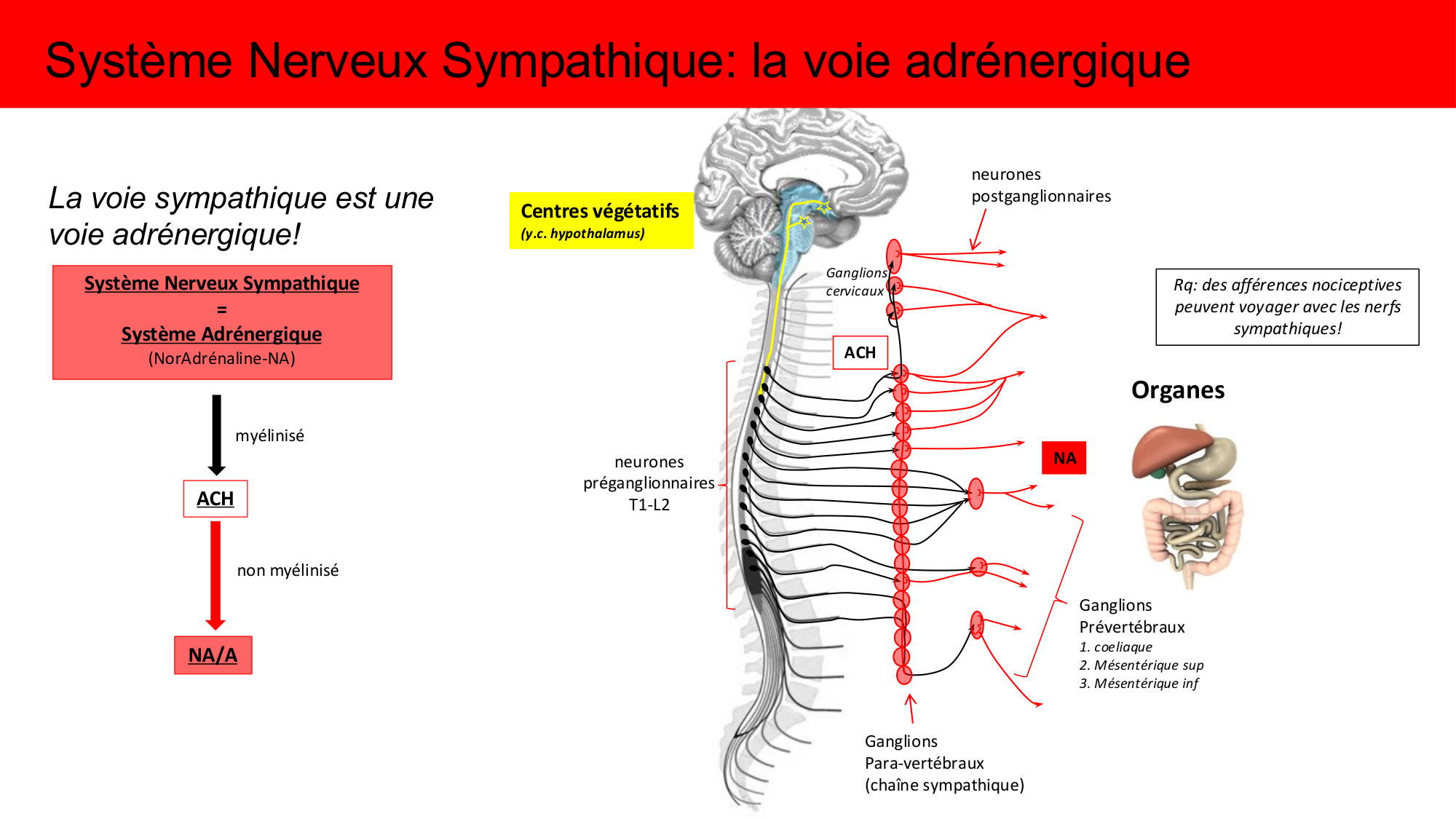 Cours Systeme Nerveux Autonome-Quairiaux-2025 page 17
