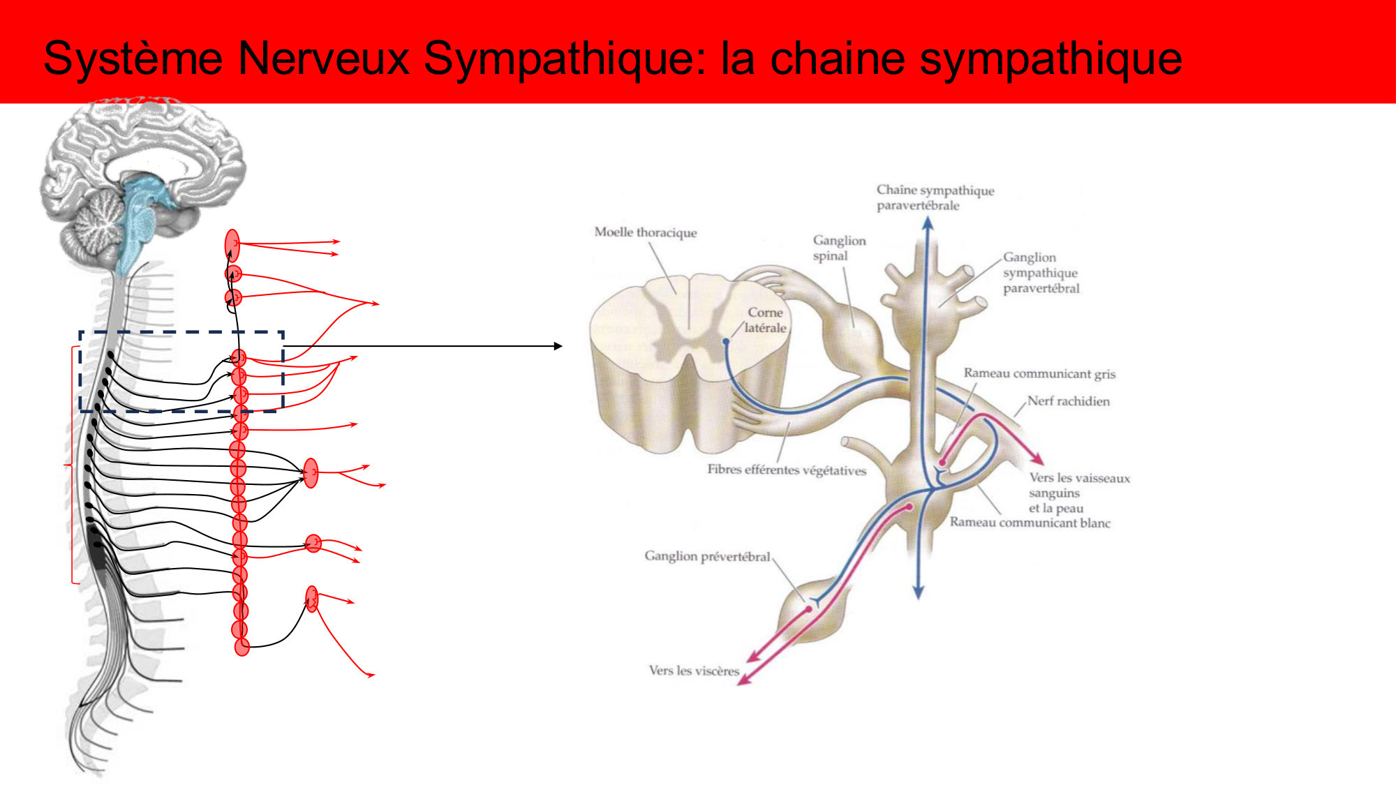Cours Systeme Nerveux Autonome-Quairiaux-2025 page 18