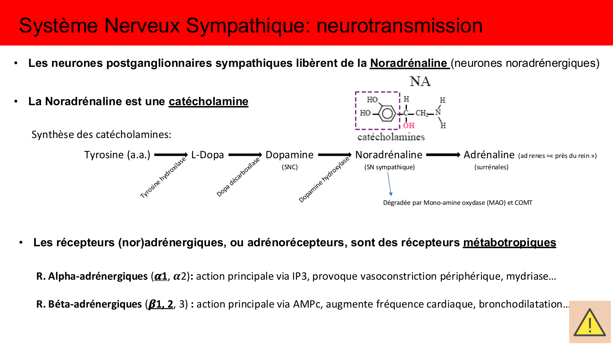 Cours Systeme Nerveux Autonome-Quairiaux-2025 page 19