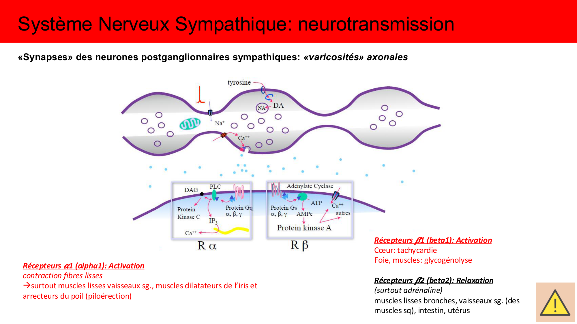 Cours Systeme Nerveux Autonome-Quairiaux-2025 page 20