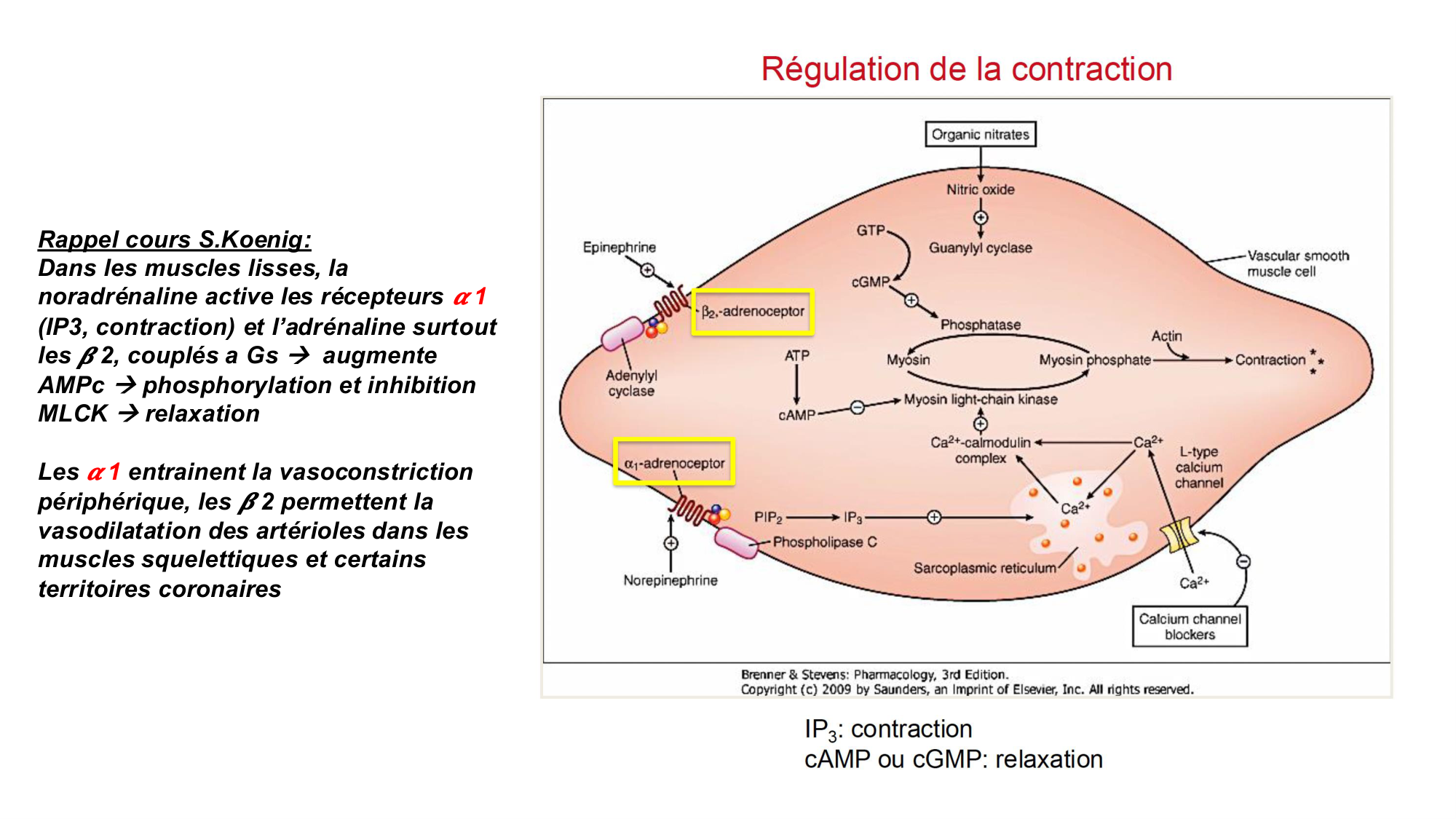 Cours Systeme Nerveux Autonome-Quairiaux-2025 page 21