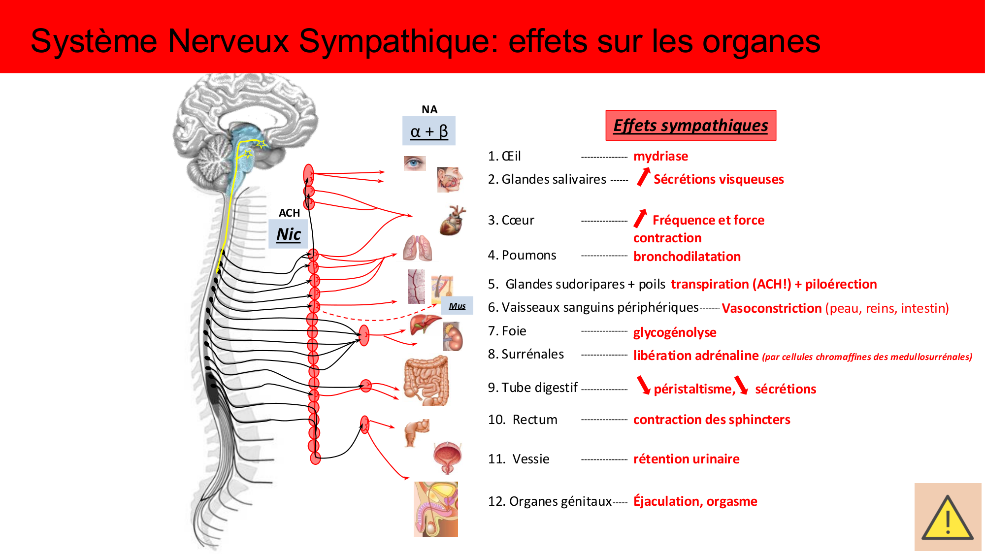 Cours Systeme Nerveux Autonome-Quairiaux-2025 page 22