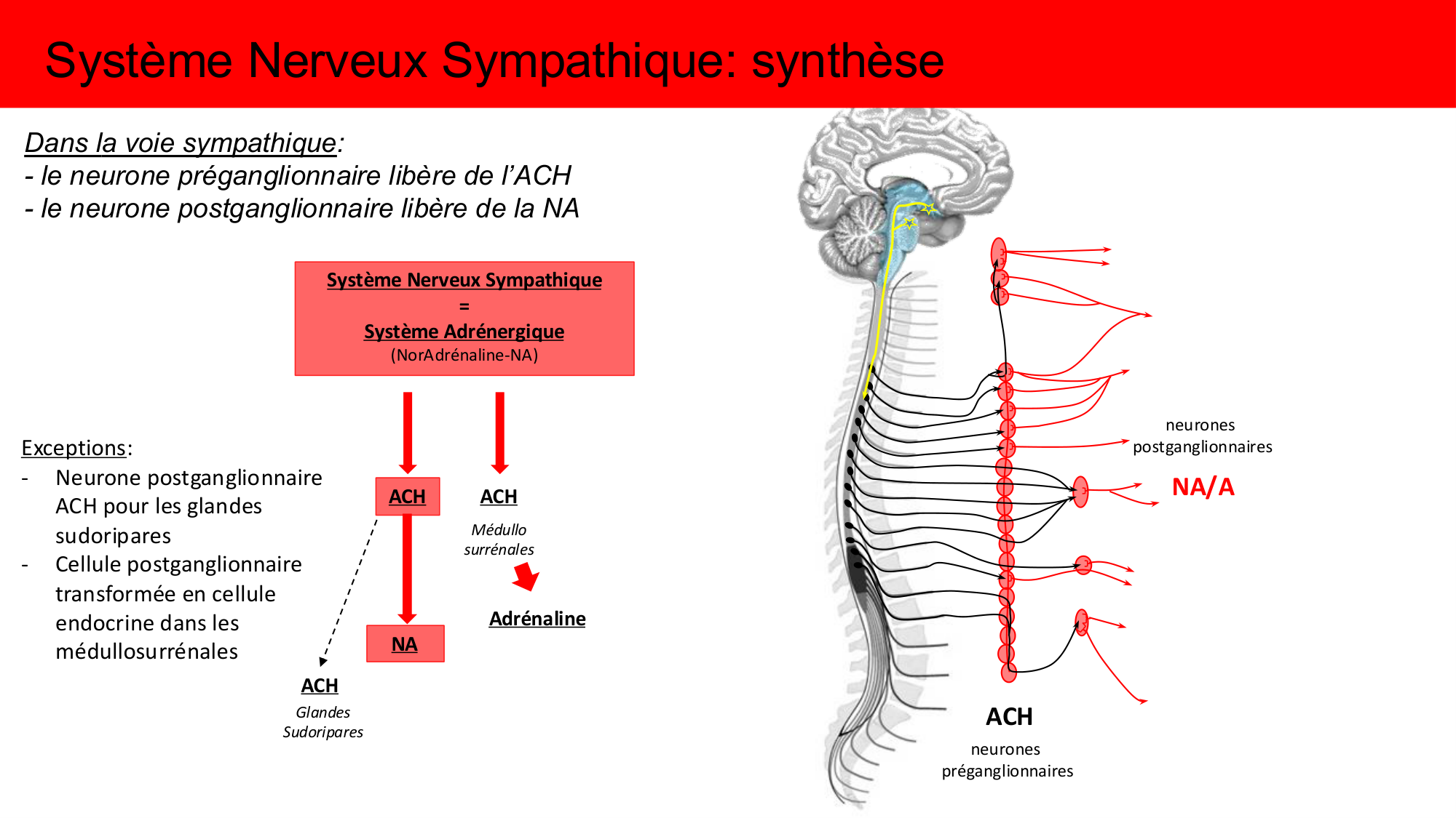 Cours Systeme Nerveux Autonome-Quairiaux-2025 page 23