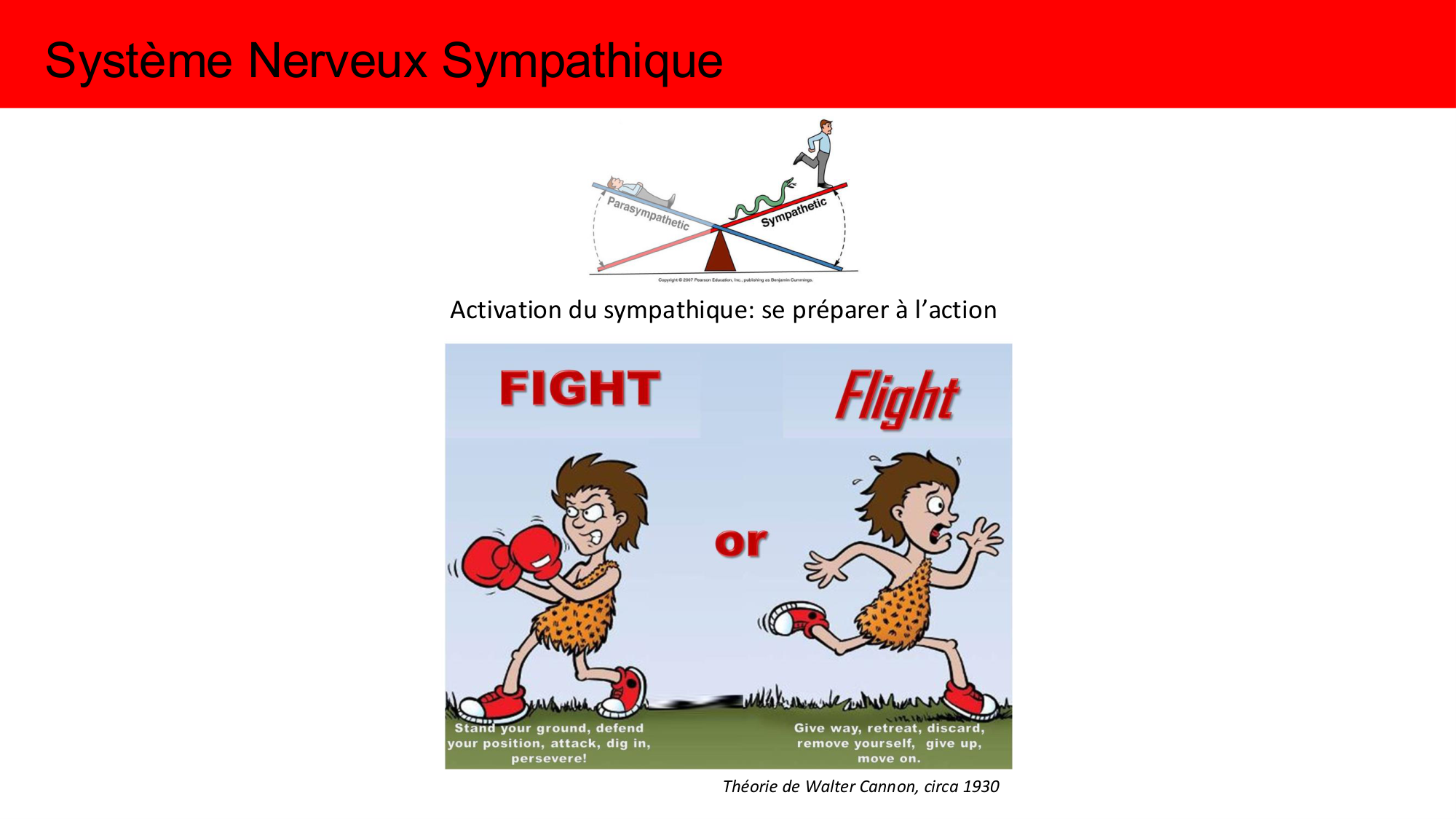 Cours Systeme Nerveux Autonome-Quairiaux-2025 page 24