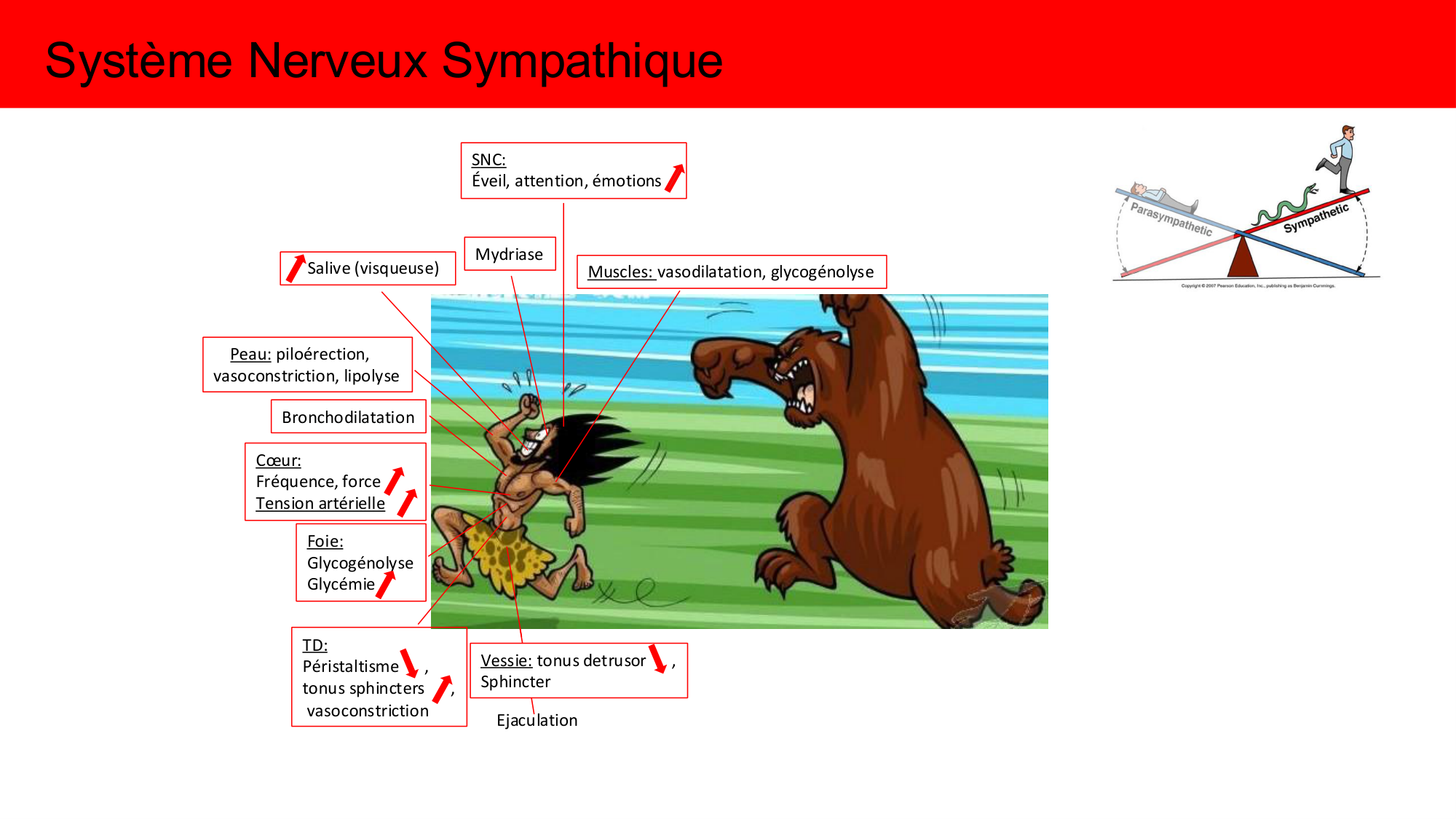 Cours Systeme Nerveux Autonome-Quairiaux-2025 page 25