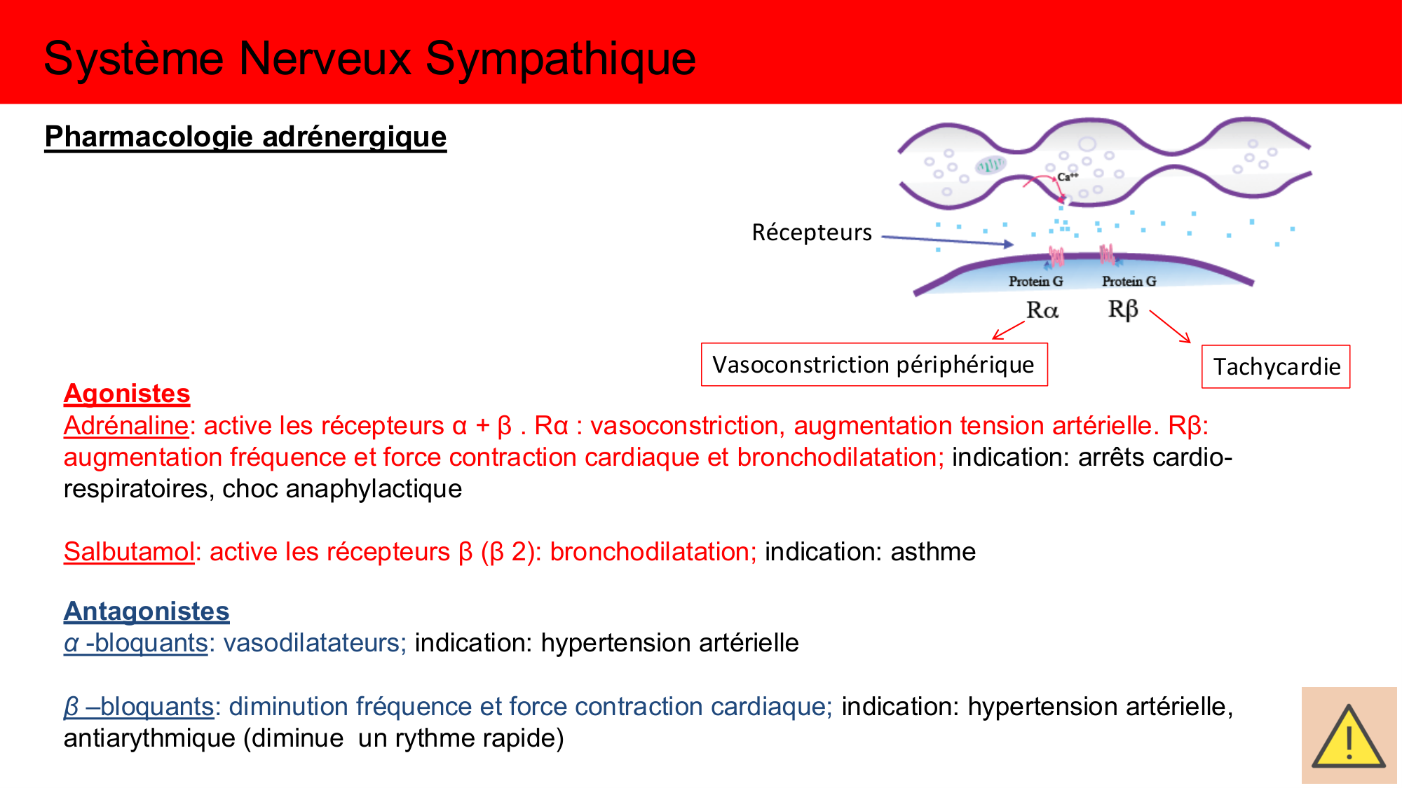 Cours Systeme Nerveux Autonome-Quairiaux-2025 page 26