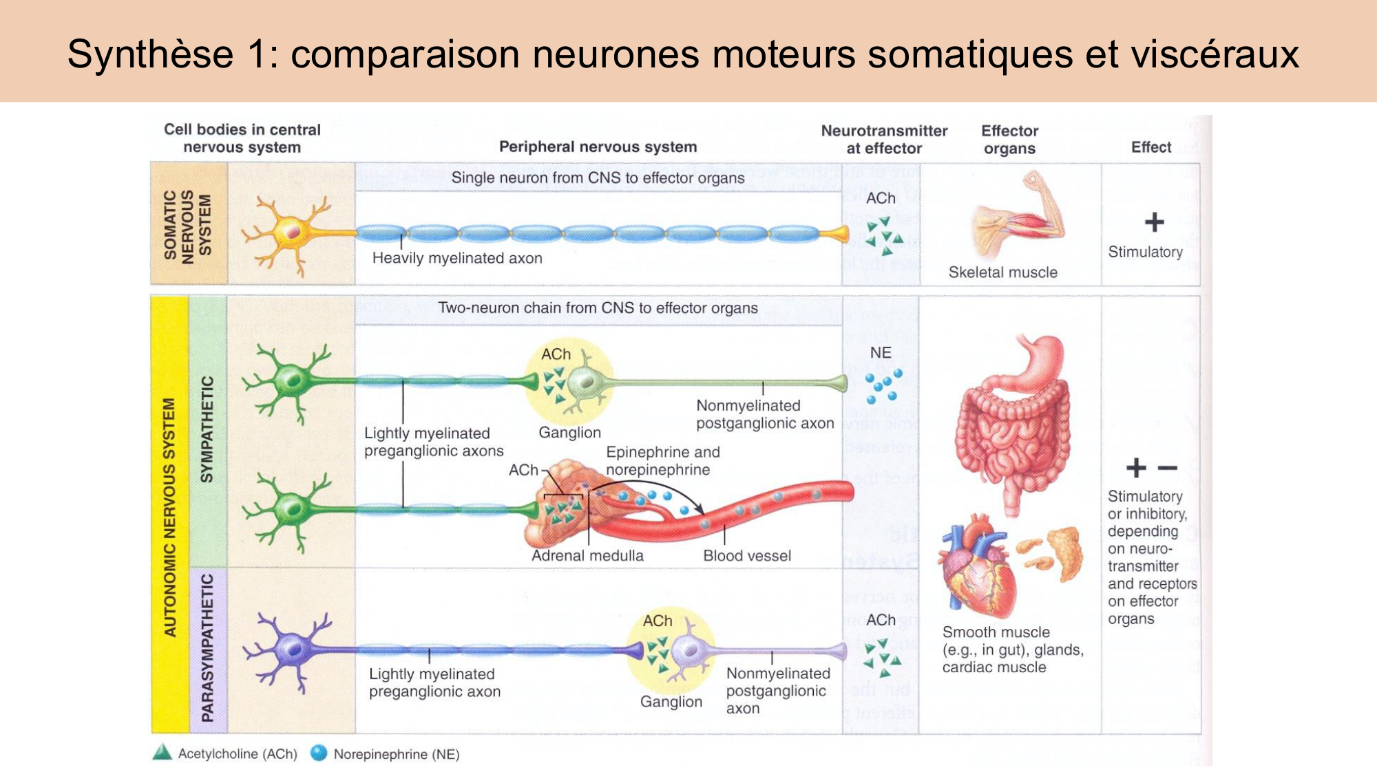Cours Systeme Nerveux Autonome-Quairiaux-2025 page 27