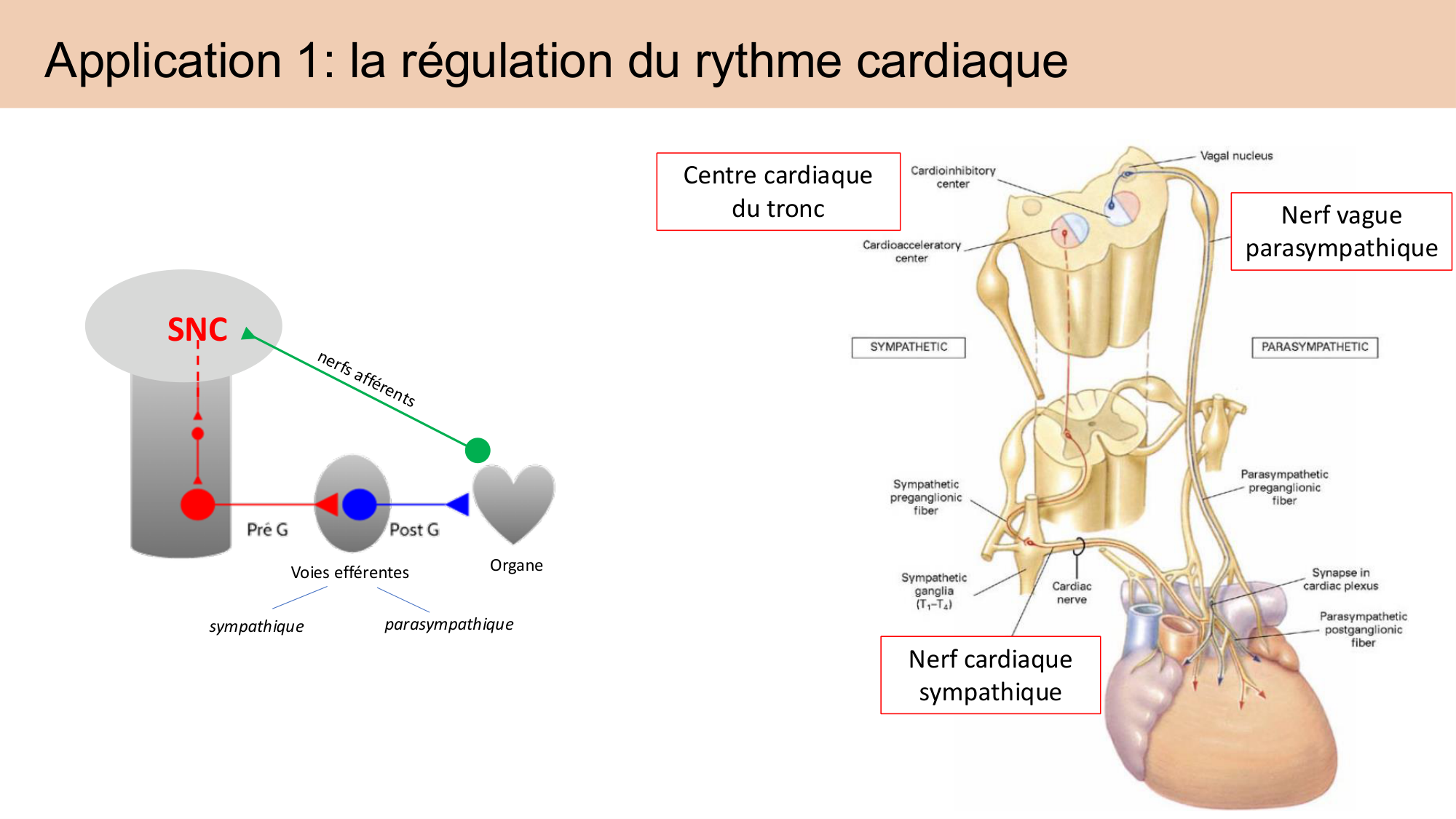 Cours Systeme Nerveux Autonome-Quairiaux-2025 page 28
