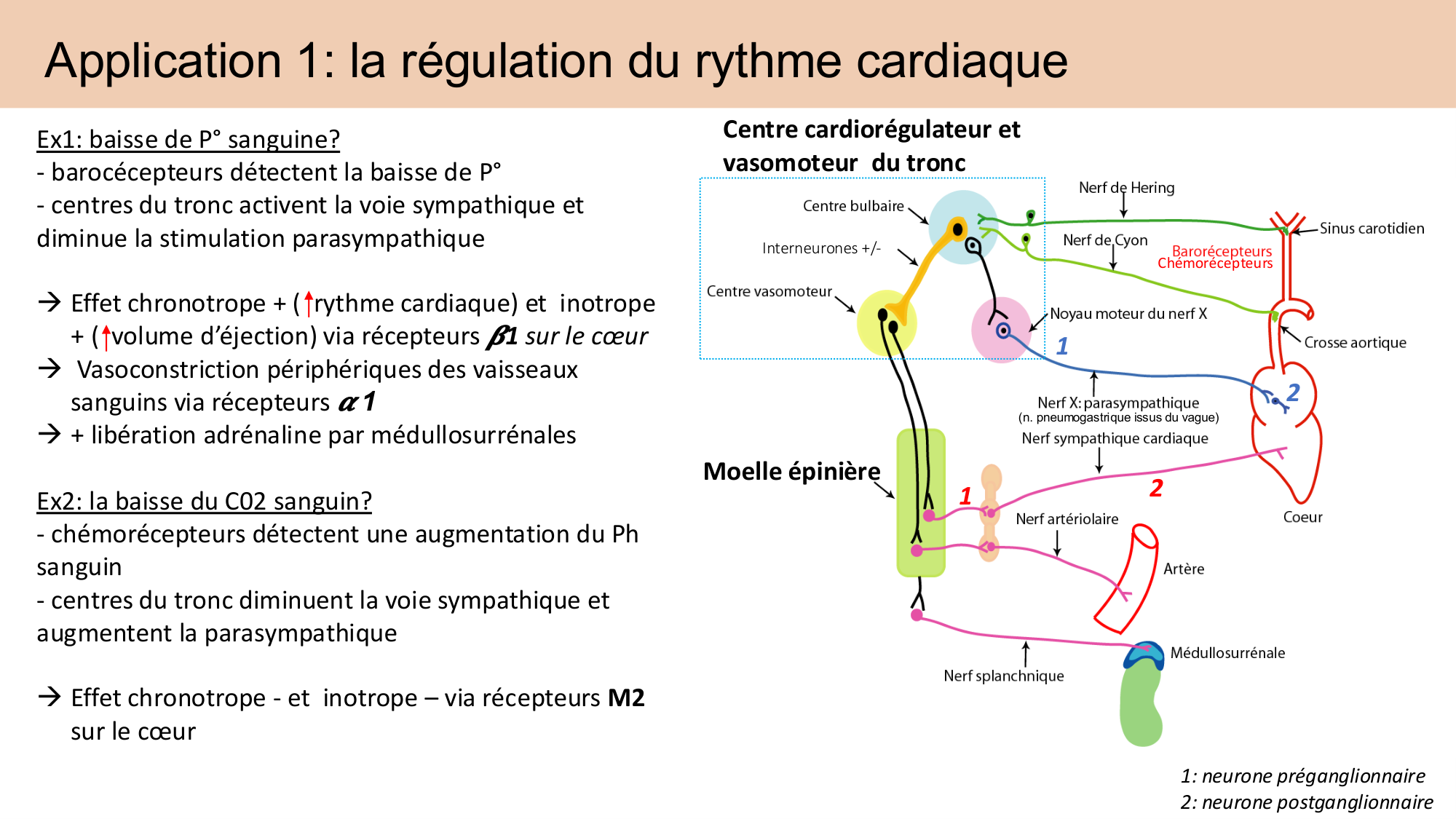 Cours Systeme Nerveux Autonome-Quairiaux-2025 page 29