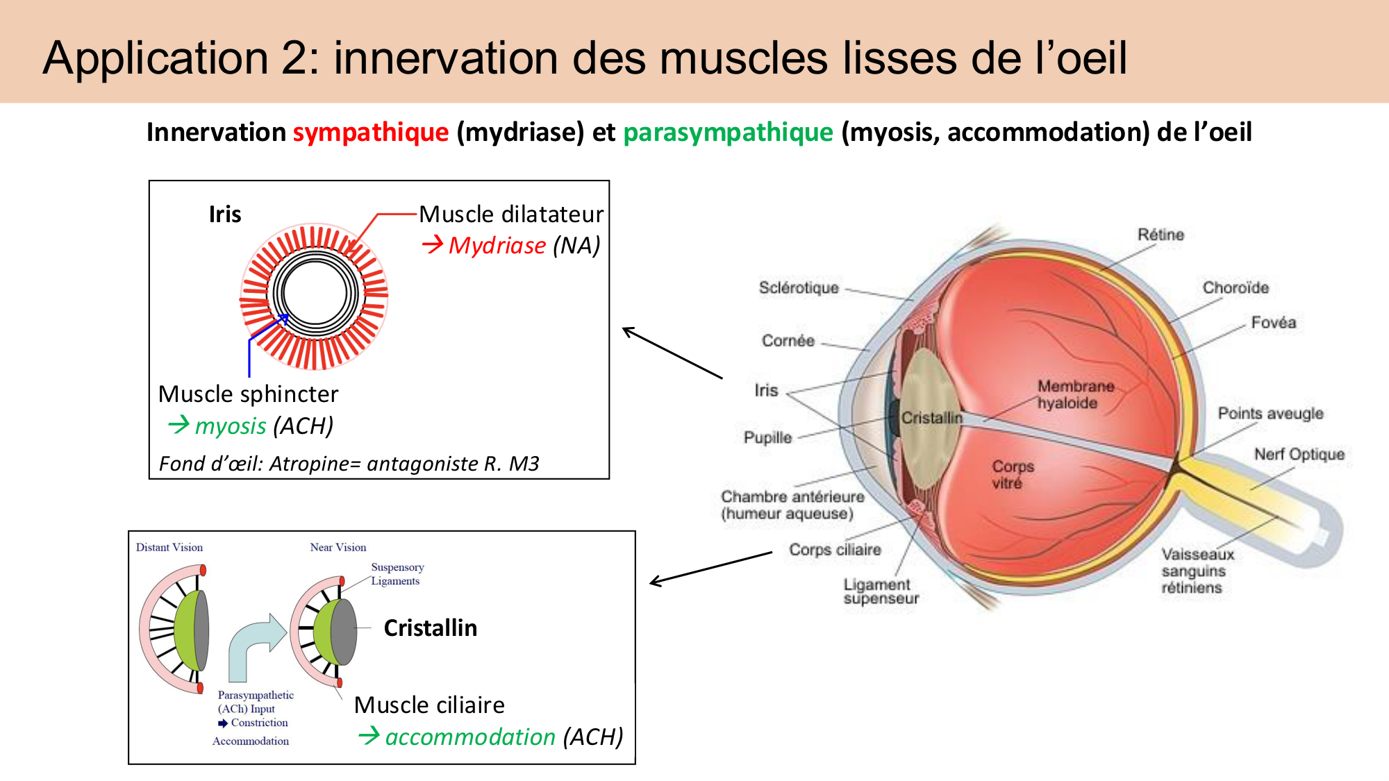 Cours Systeme Nerveux Autonome-Quairiaux-2025 page 30
