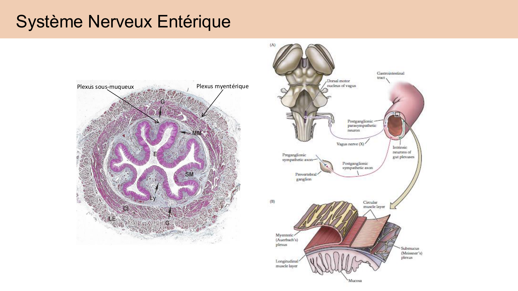 Cours Systeme Nerveux Autonome-Quairiaux-2025 page 31