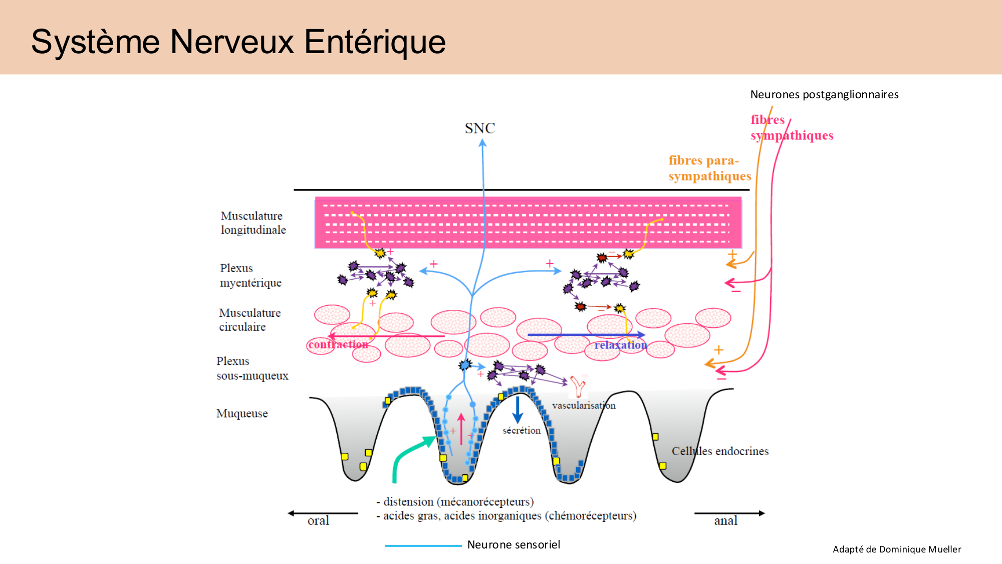 Cours Systeme Nerveux Autonome-Quairiaux-2025 page 32