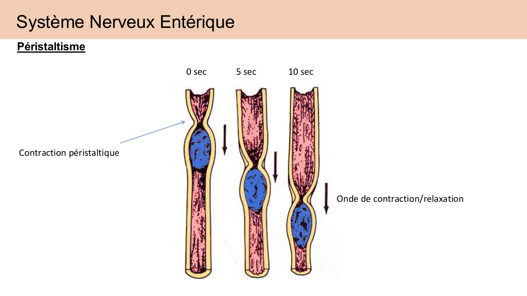 Cours Systeme Nerveux Autonome-Quairiaux-2025 page 33