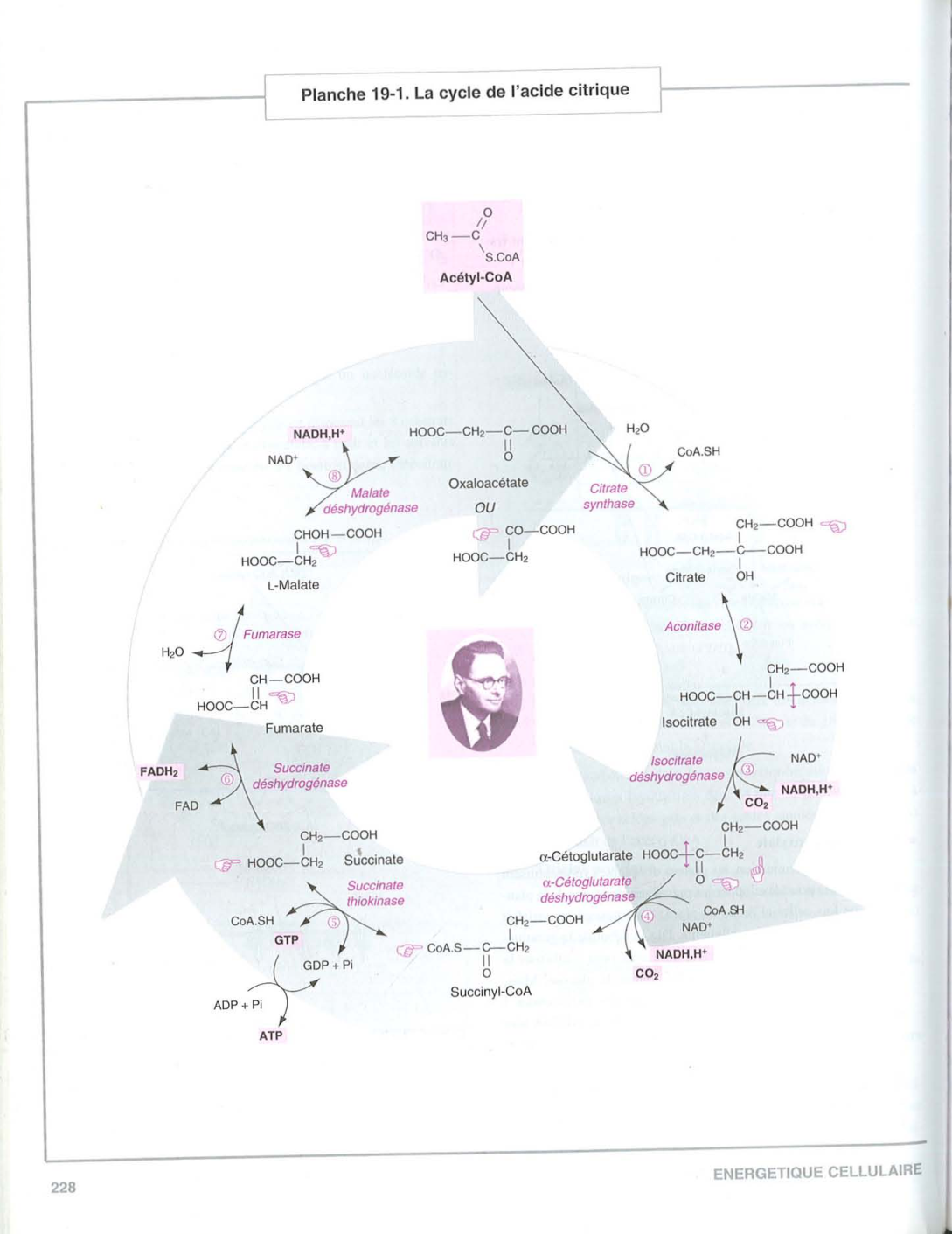 Moussard 3ed 225-235 237-242 page 4