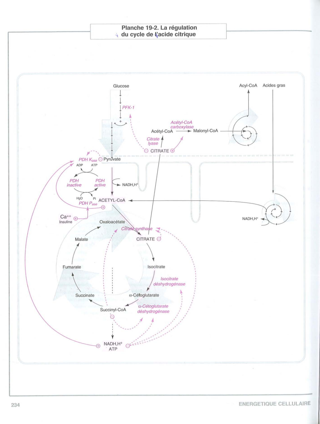 Moussard 3ed 225-235 237-242 page 10
