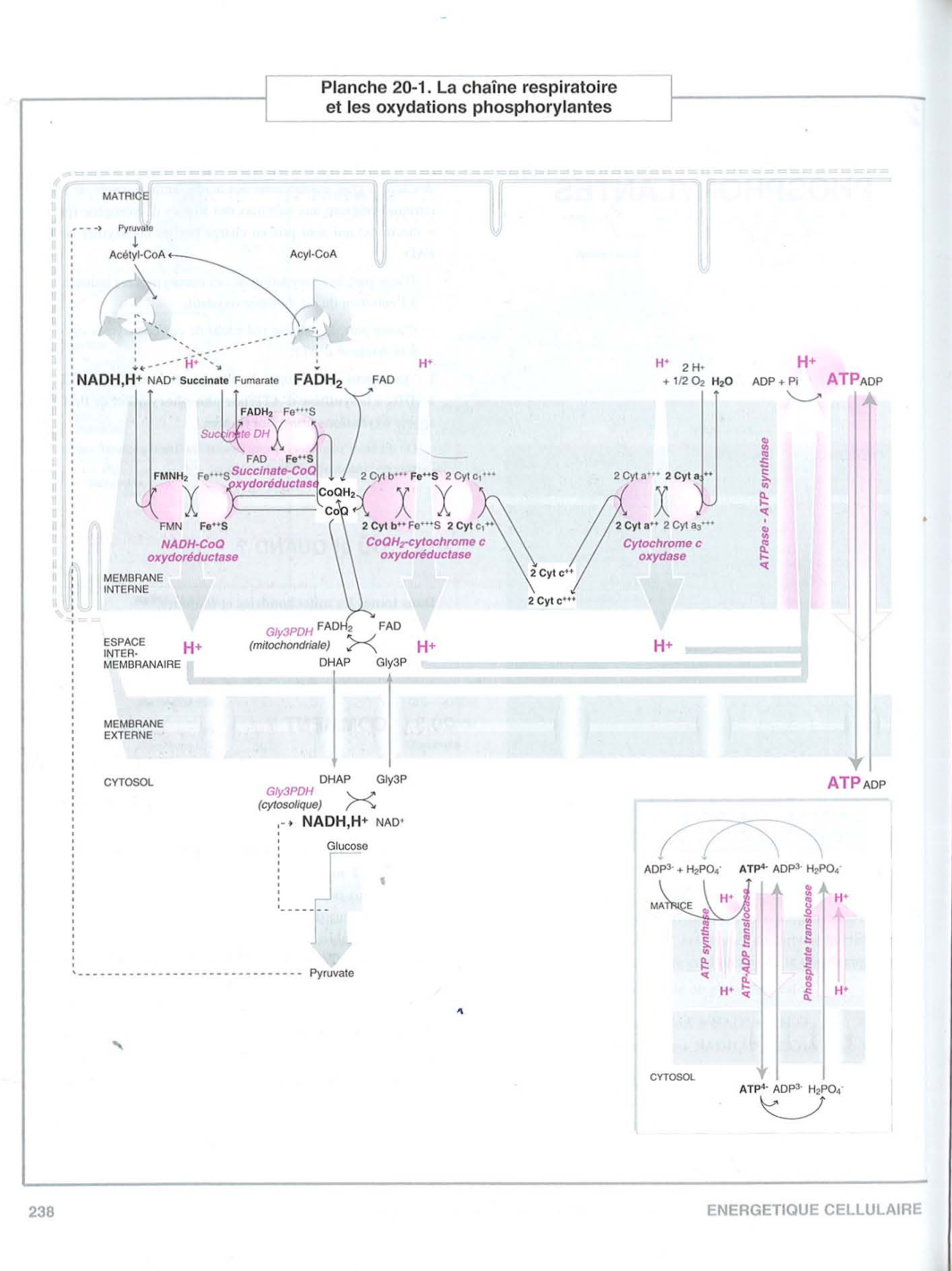 Moussard 3ed 225-235 237-242 page 13