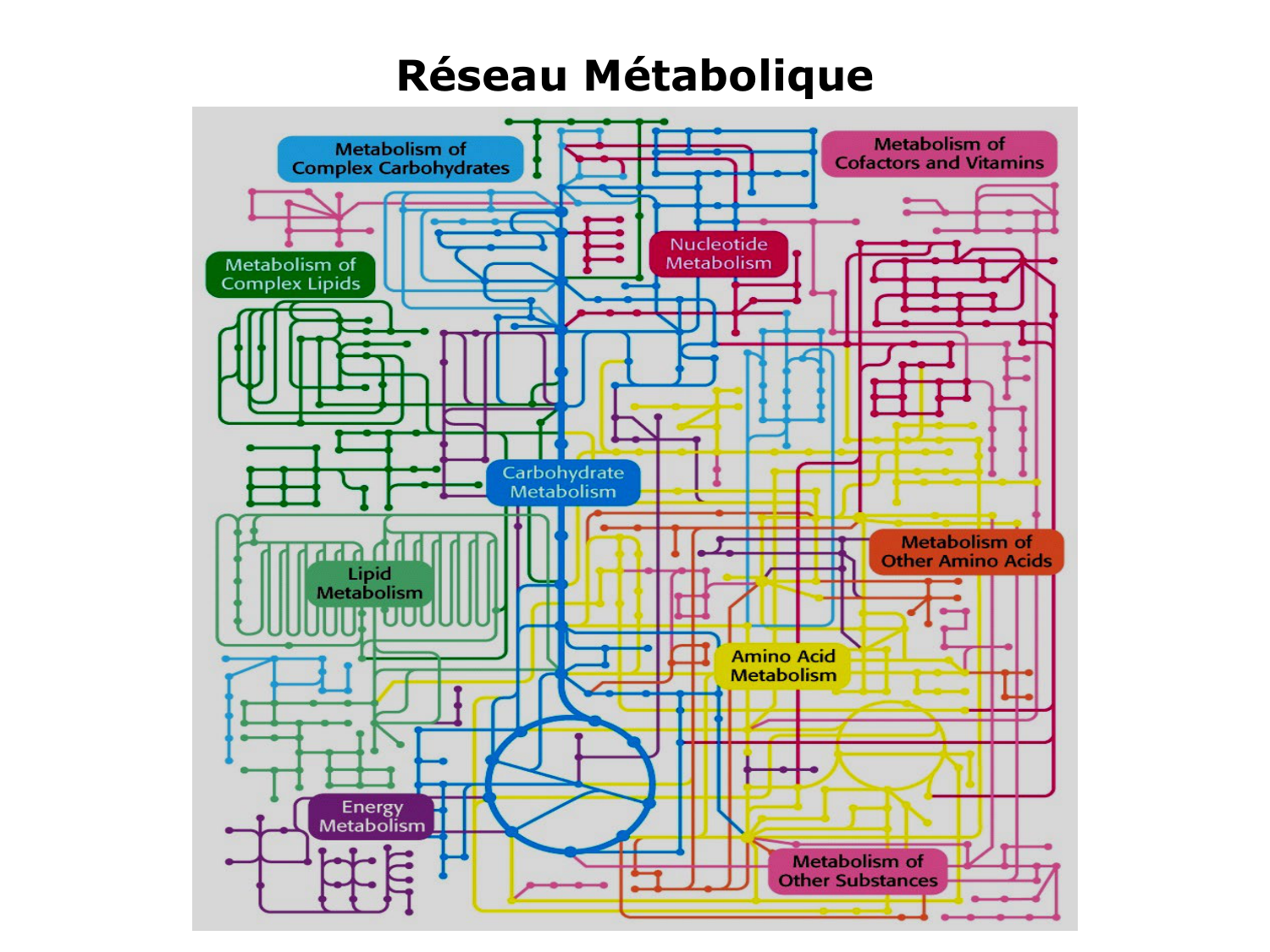 Introduction à la biochimie et au métabolisme page 4