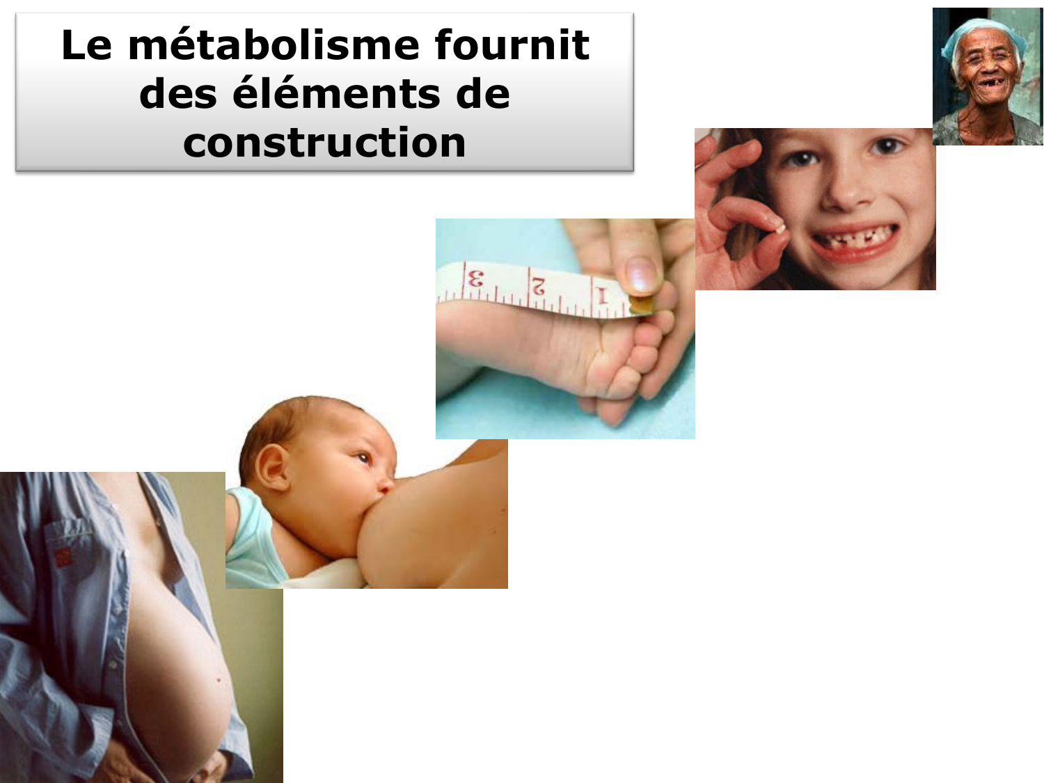 Introduction à la biochimie et au métabolisme page 6