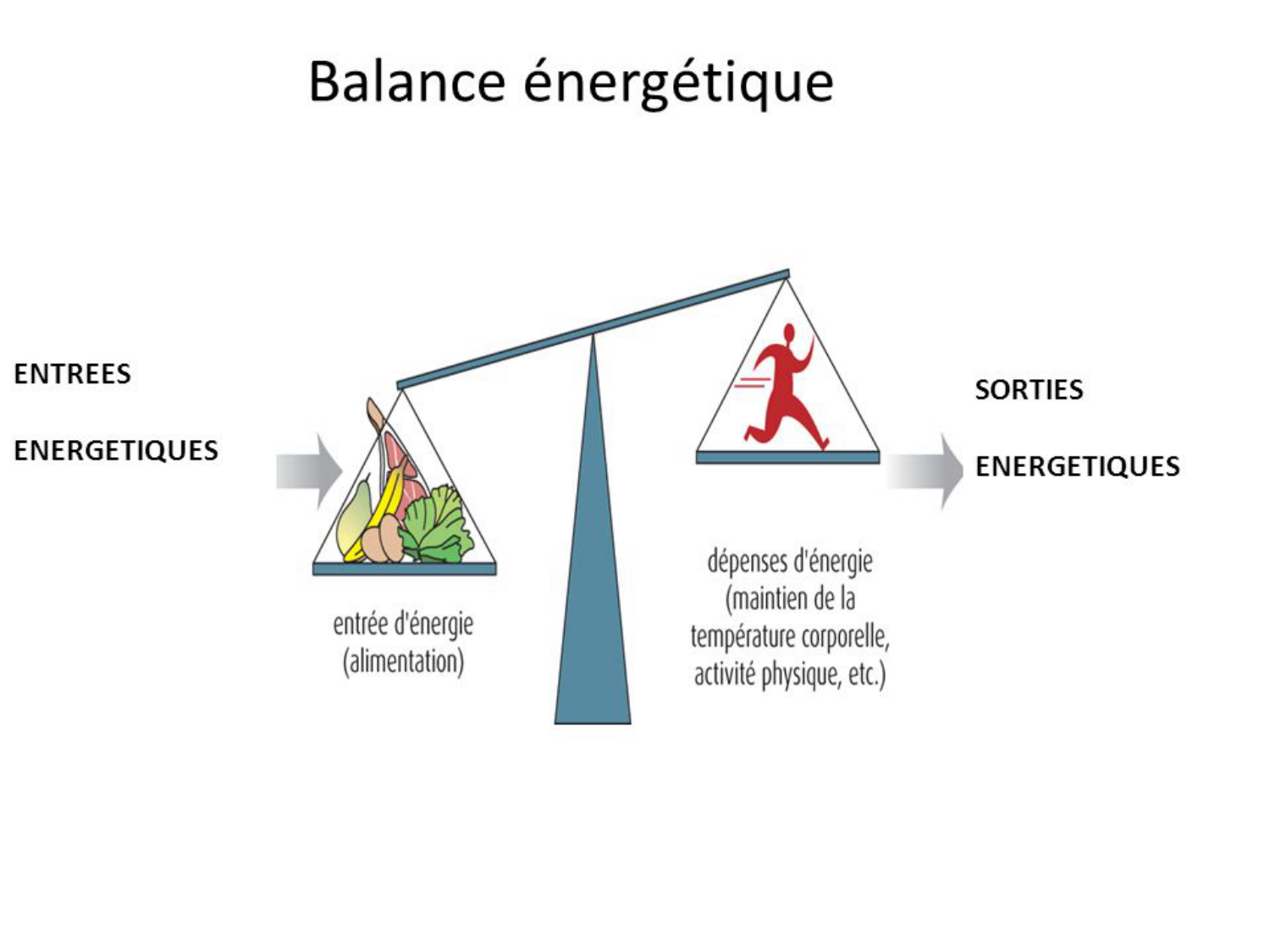 Introduction à la biochimie et au métabolisme page 9