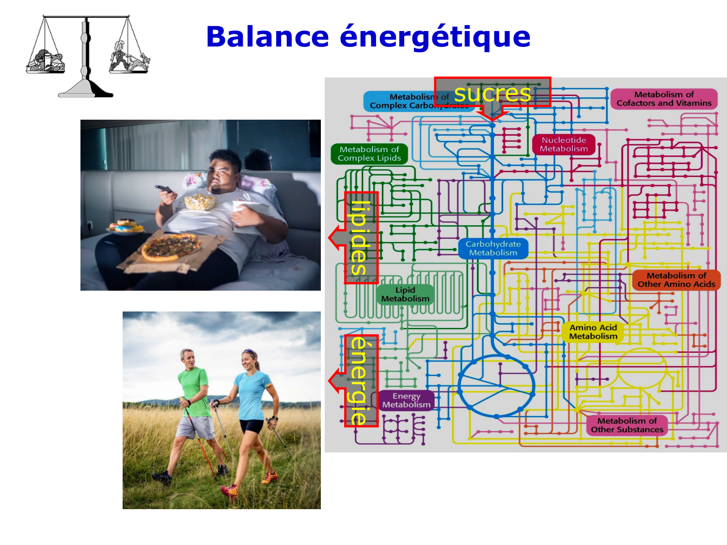 Introduction à la biochimie et au métabolisme page 13