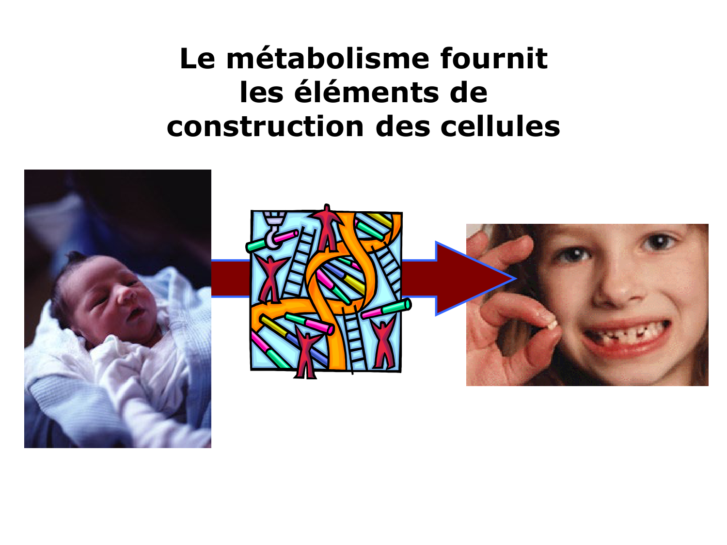 Introduction à la biochimie et au métabolisme page 15