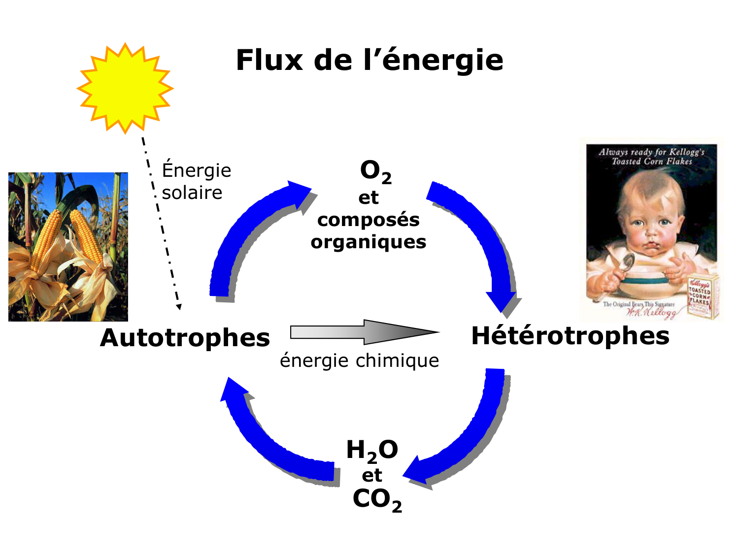 Introduction à la biochimie et au métabolisme page 16