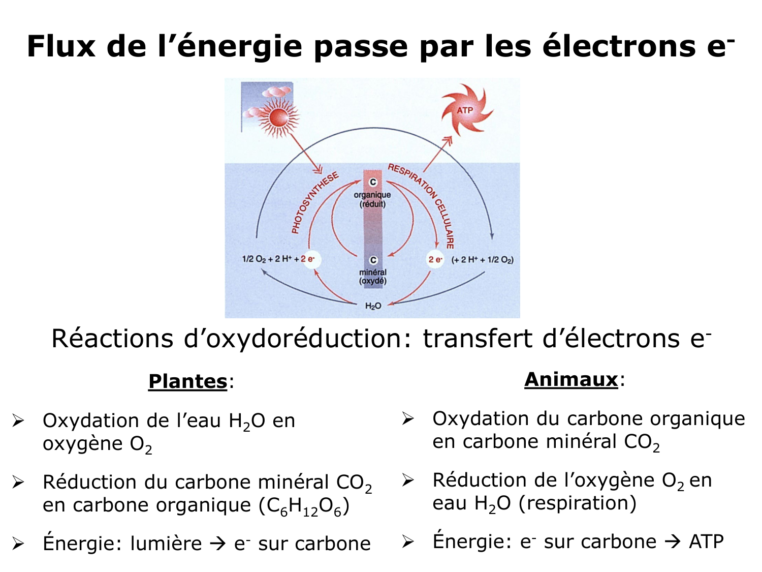 Introduction à la biochimie et au métabolisme page 19