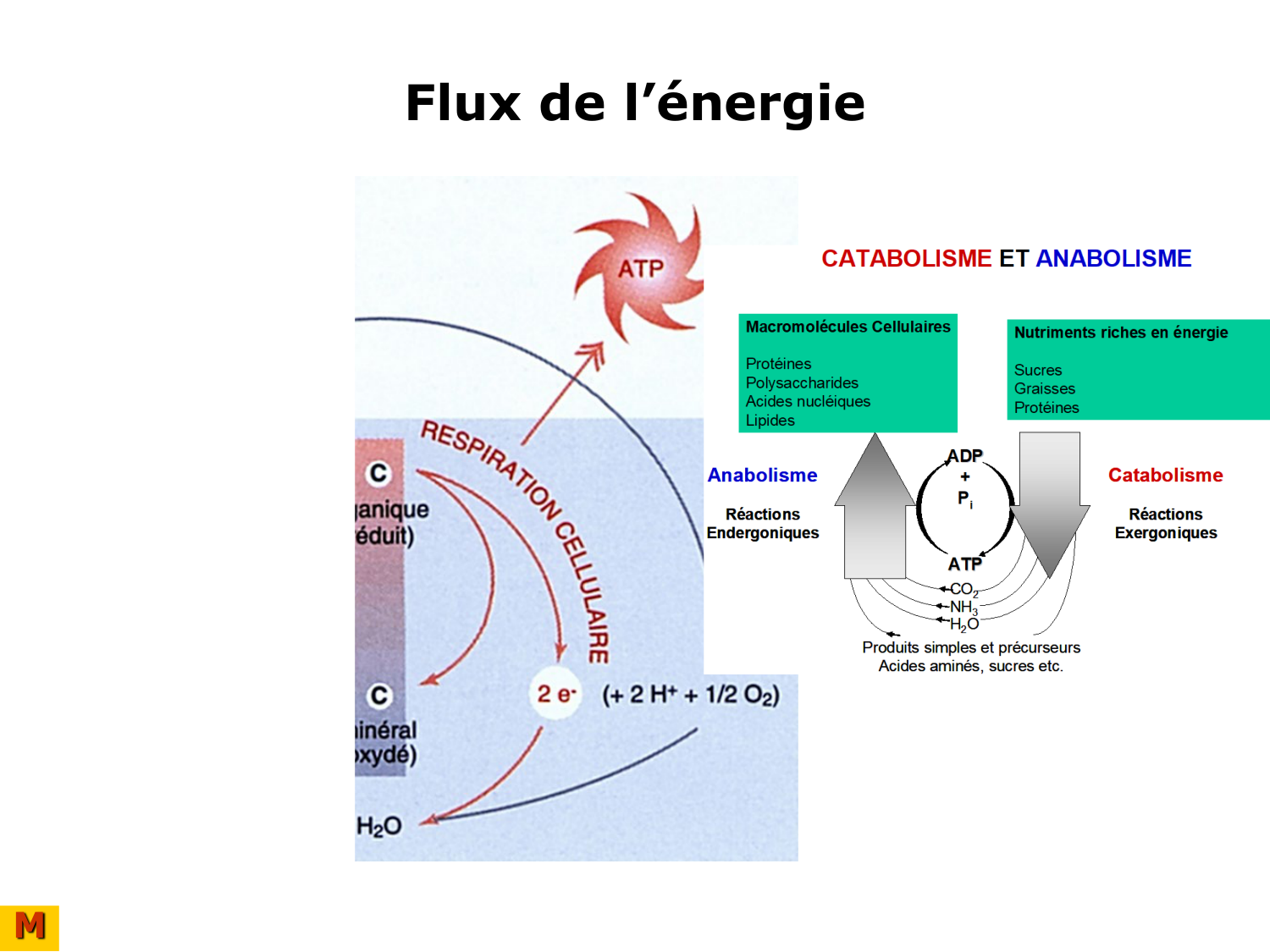 Introduction à la biochimie et au métabolisme page 24