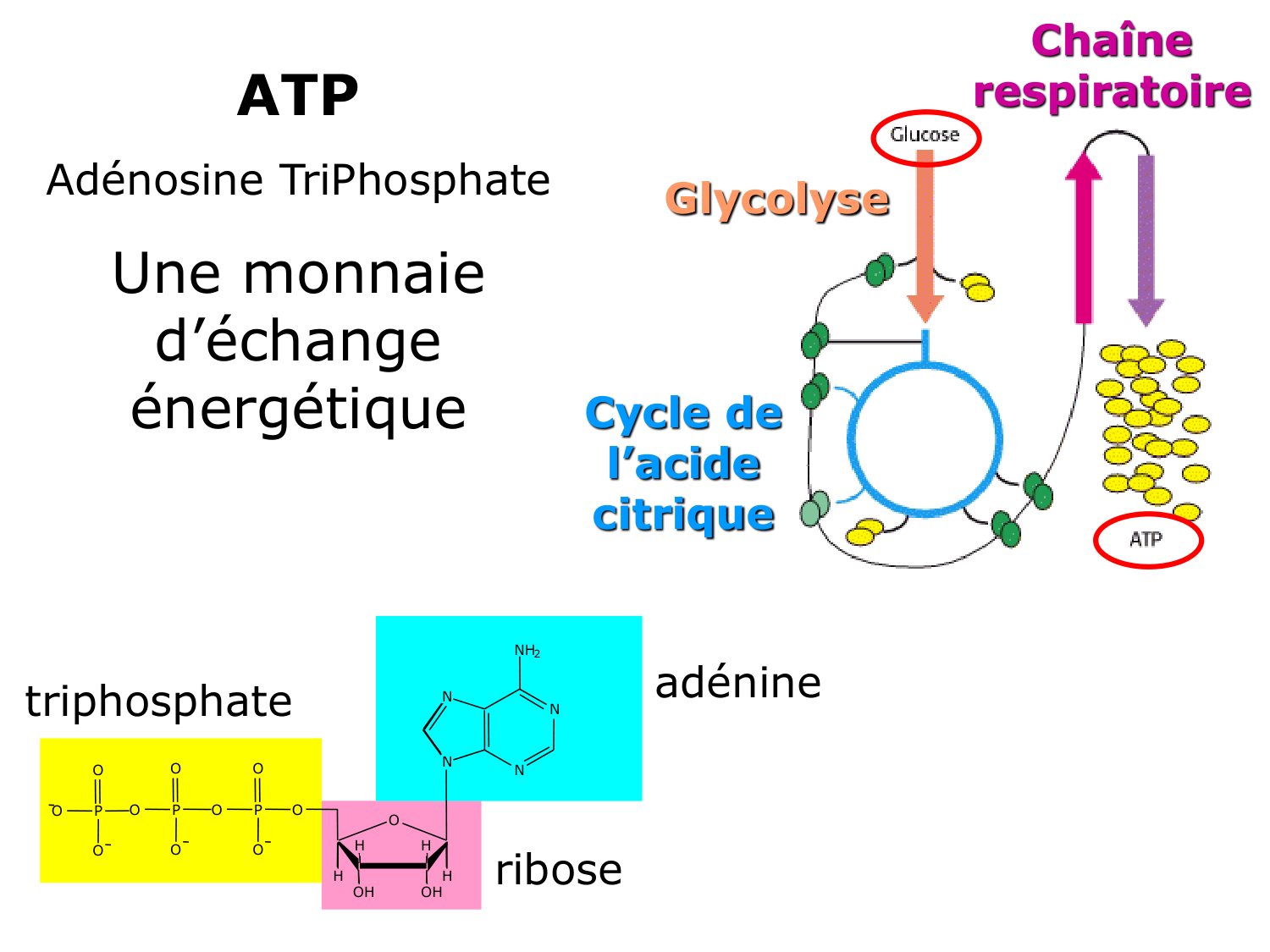 Introduction à la biochimie et au métabolisme page 26