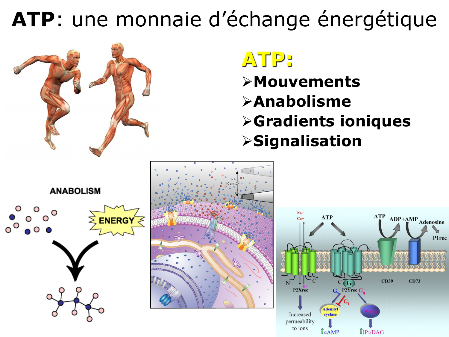 Introduction à la biochimie et au métabolisme page 27