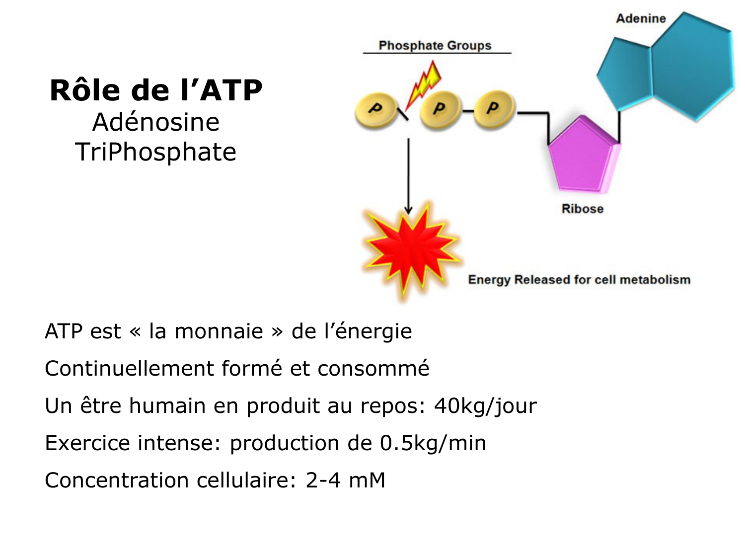 Introduction à la biochimie et au métabolisme page 28