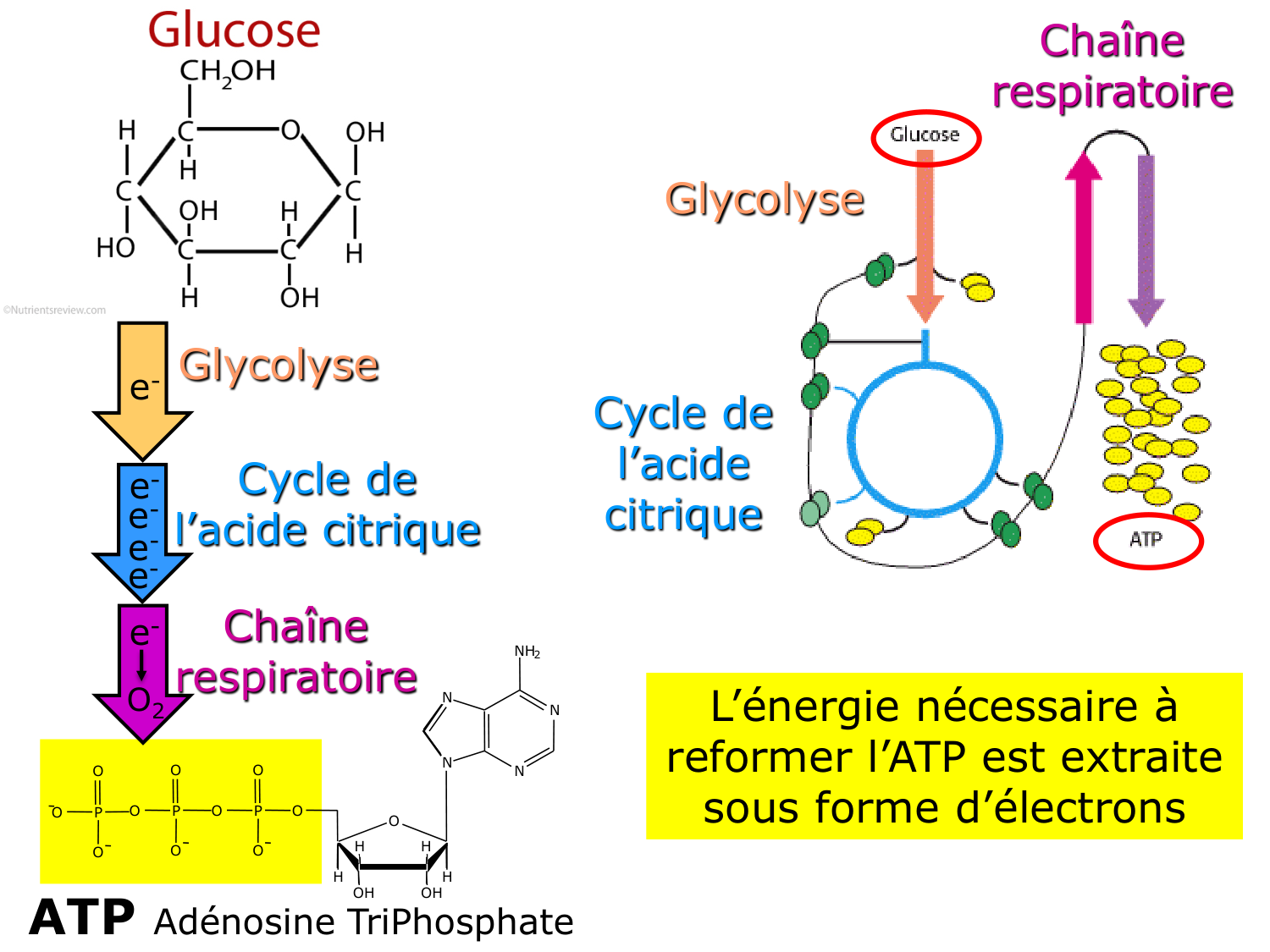 Introduction à la biochimie et au métabolisme page 29