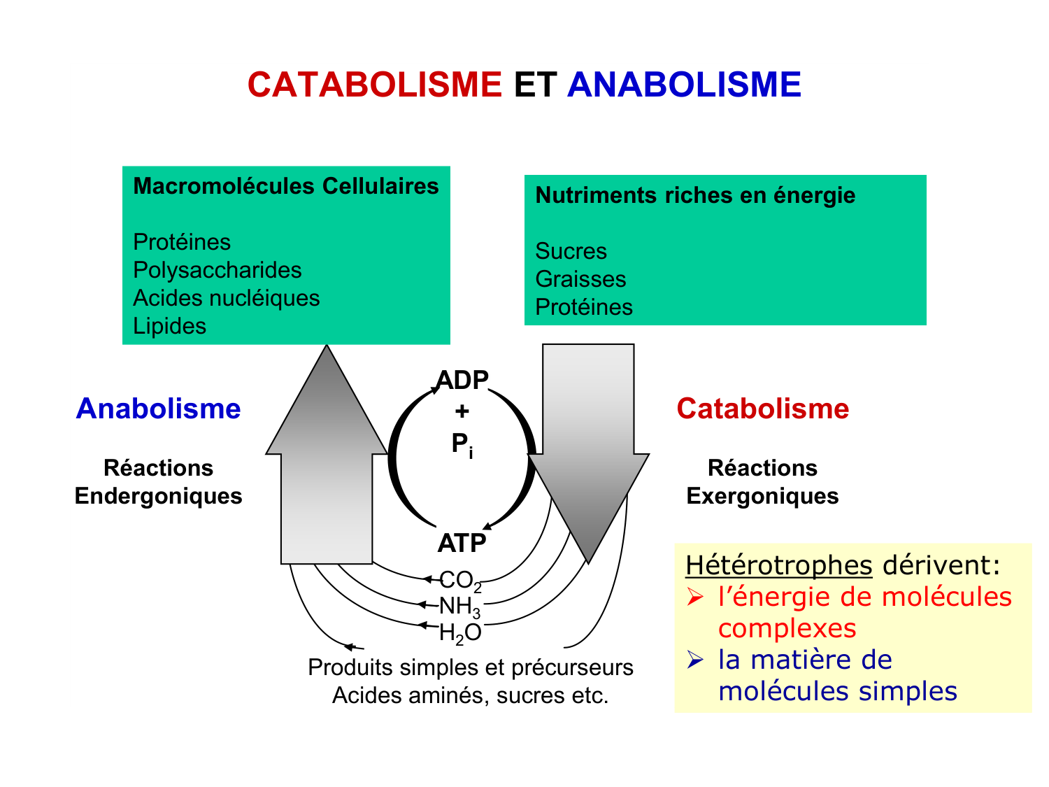 Introduction à la biochimie et au métabolisme page 30