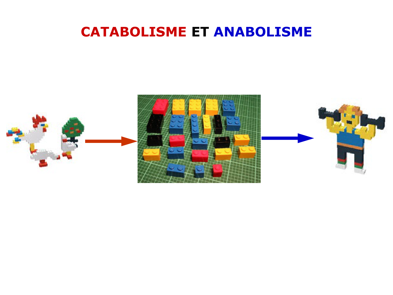 Introduction à la biochimie et au métabolisme page 31