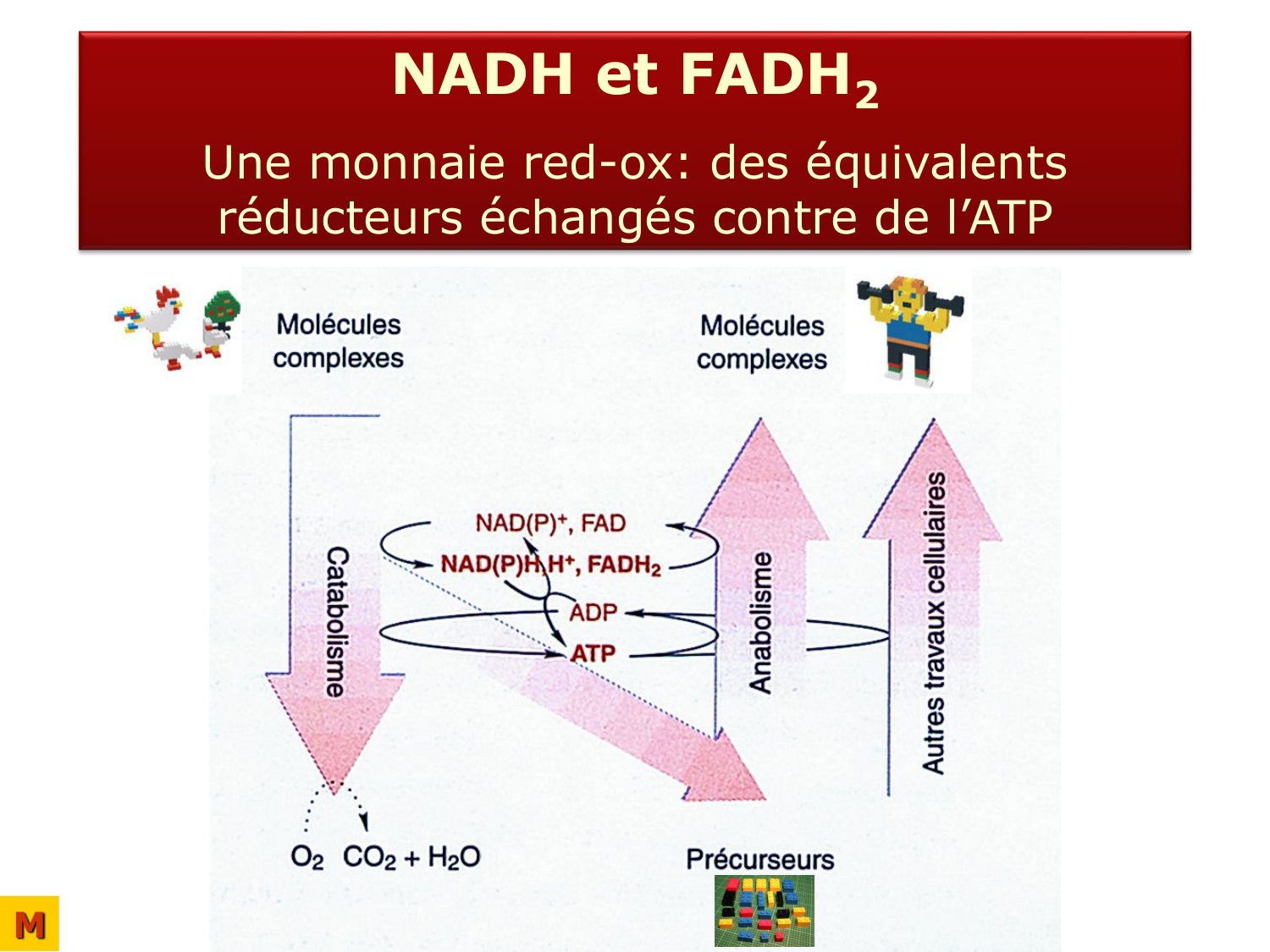 Introduction à la biochimie et au métabolisme page 33