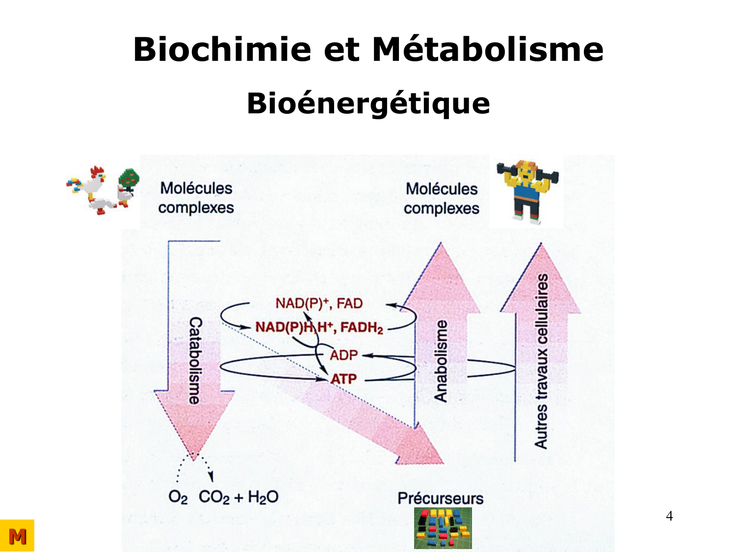 Bioénergétique page 4