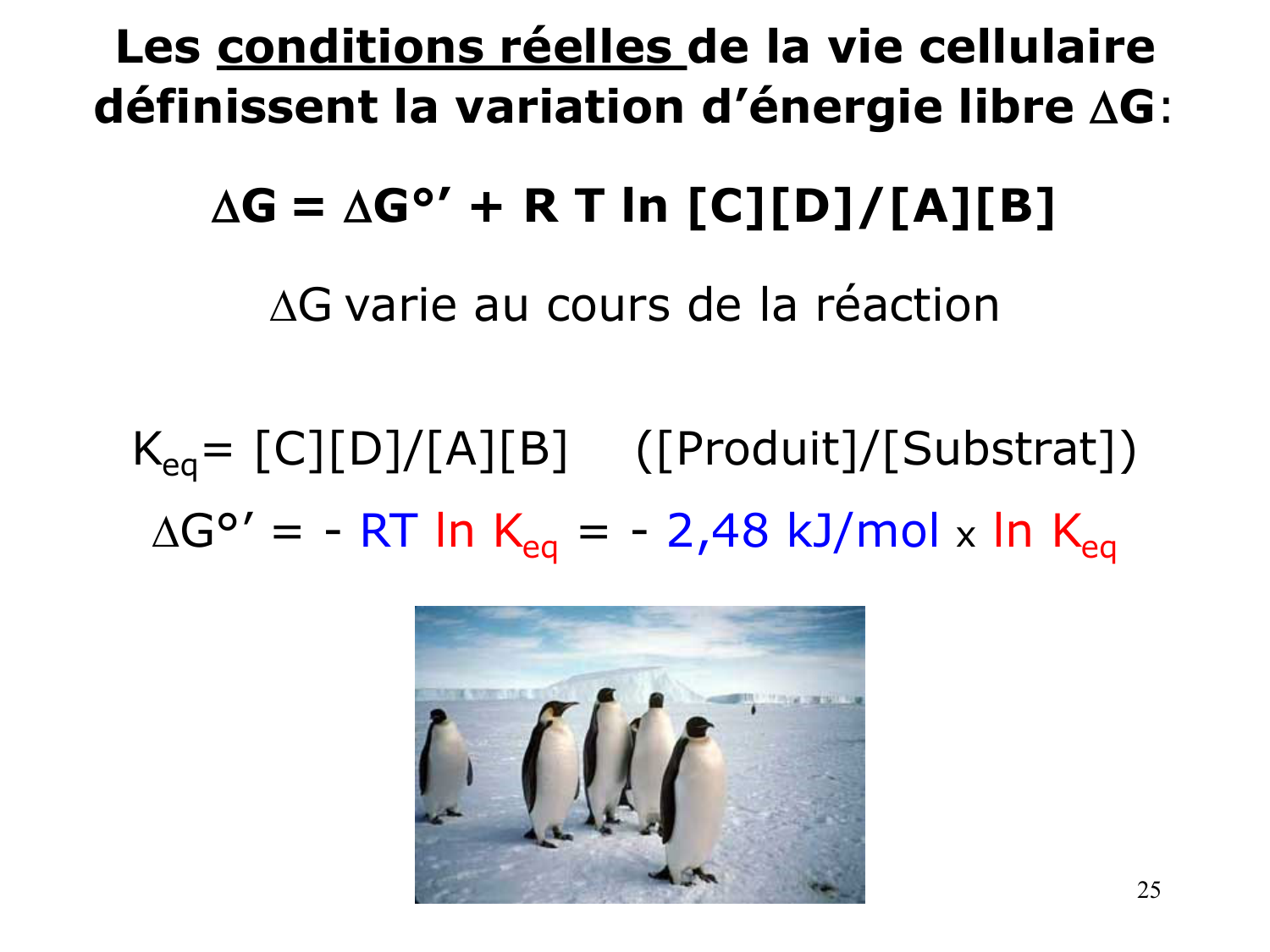 Bioénergétique page 25