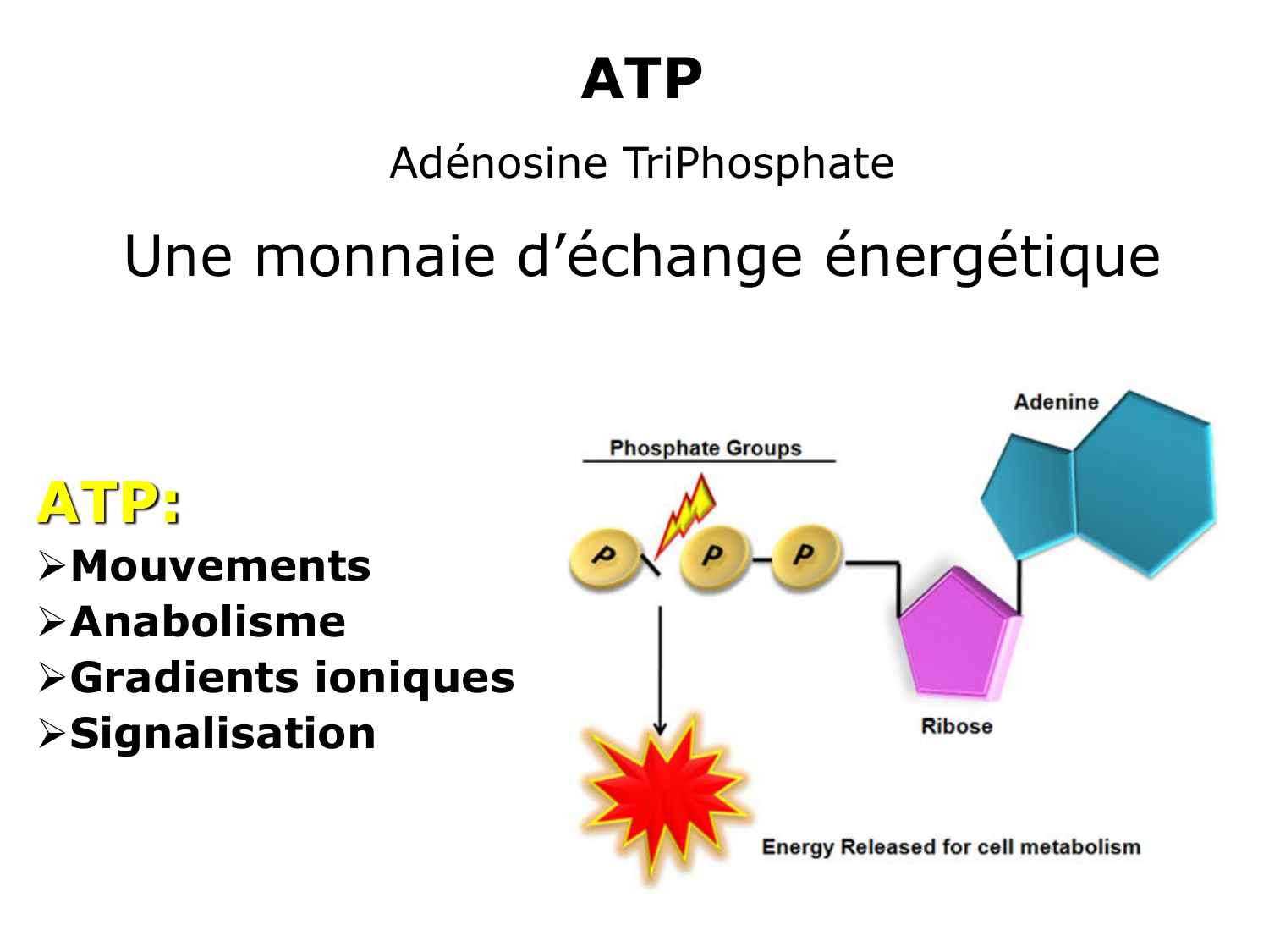 Bioénergétique page 36