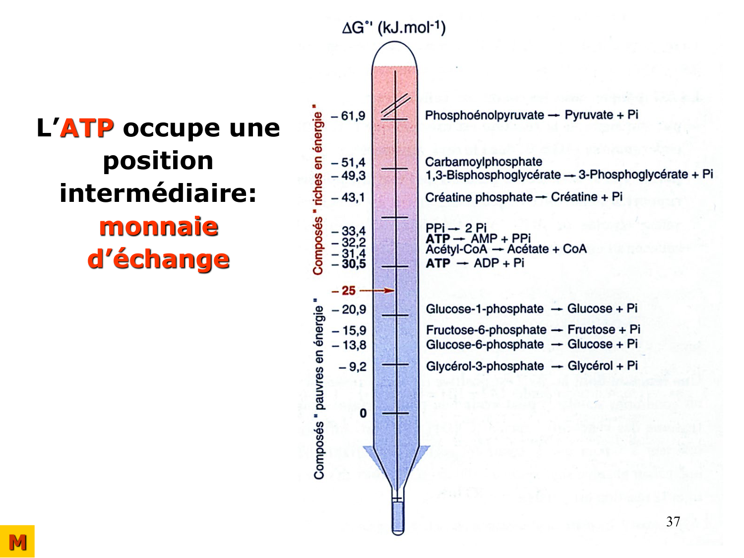 Bioénergétique page 37
