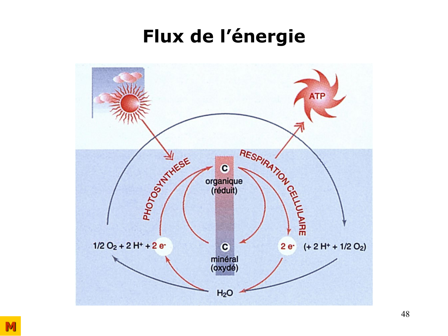 Bioénergétique page 48
