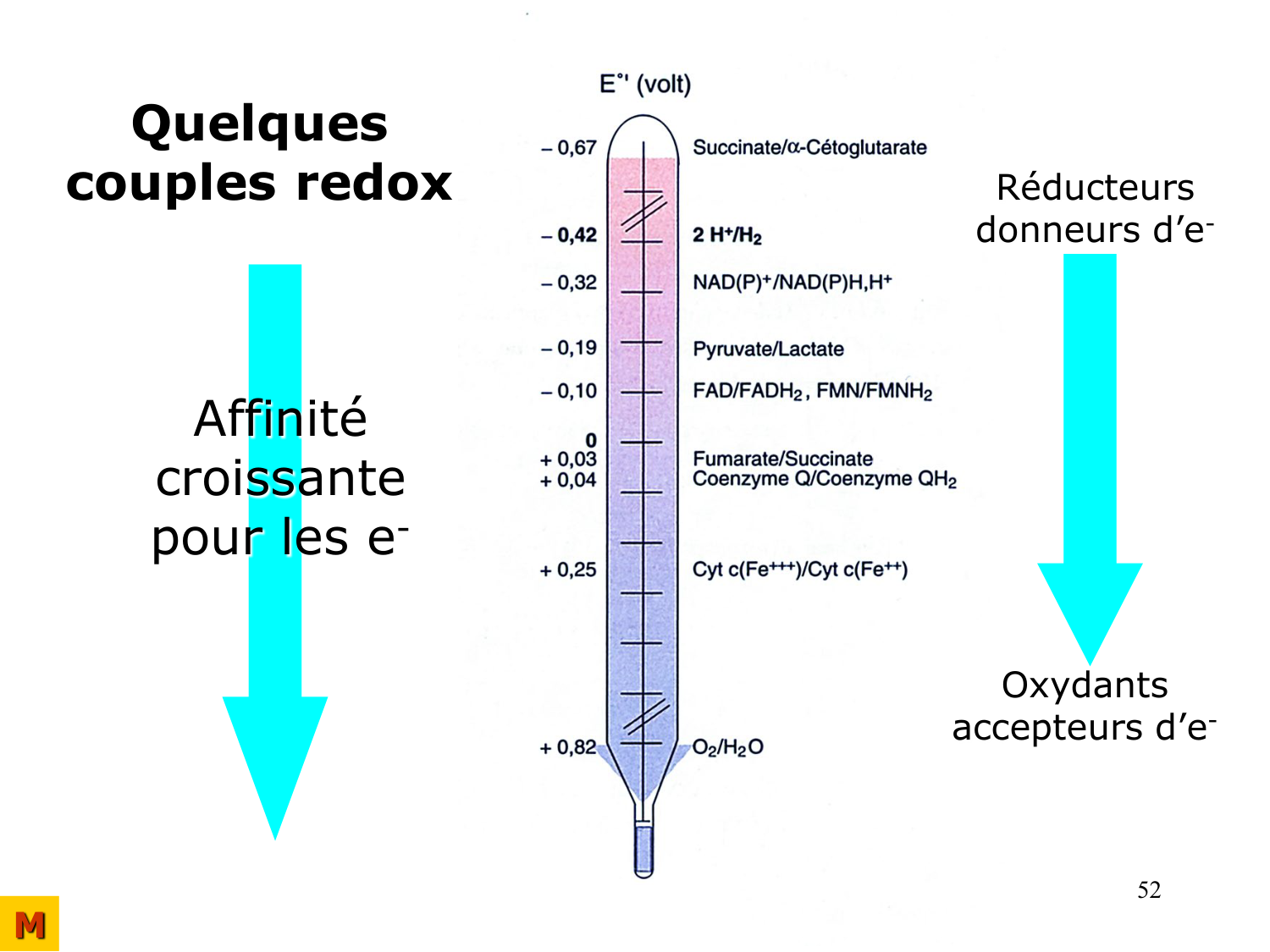 Bioénergétique page 52