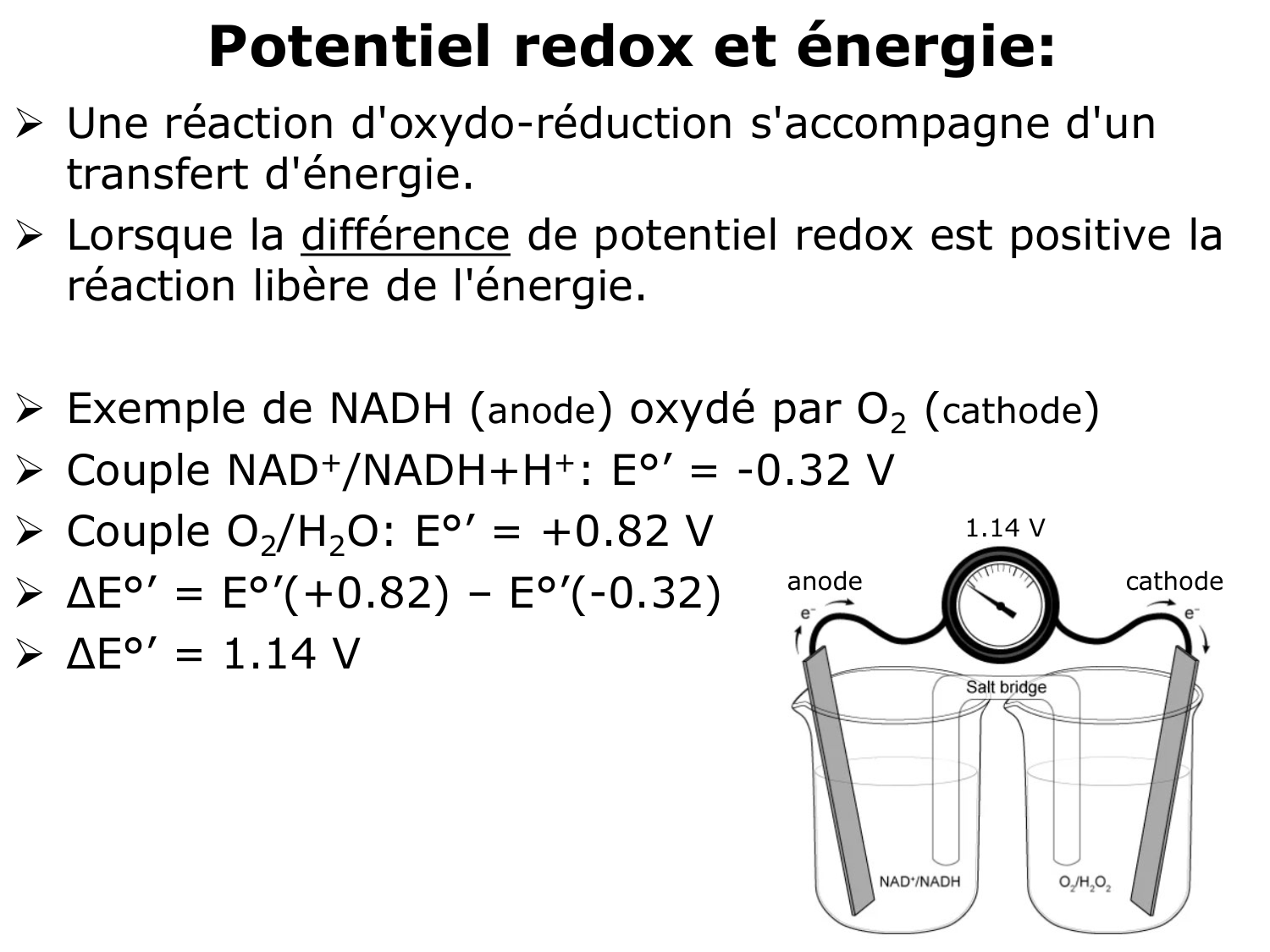 Bioénergétique page 53