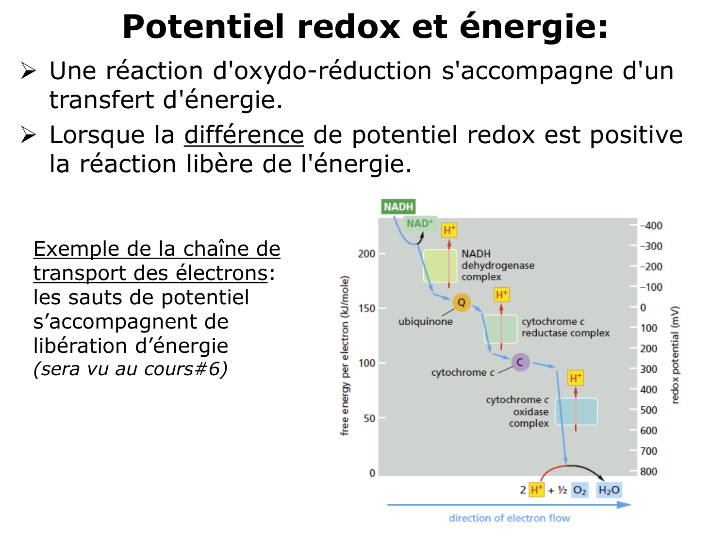 Bioénergétique page 54